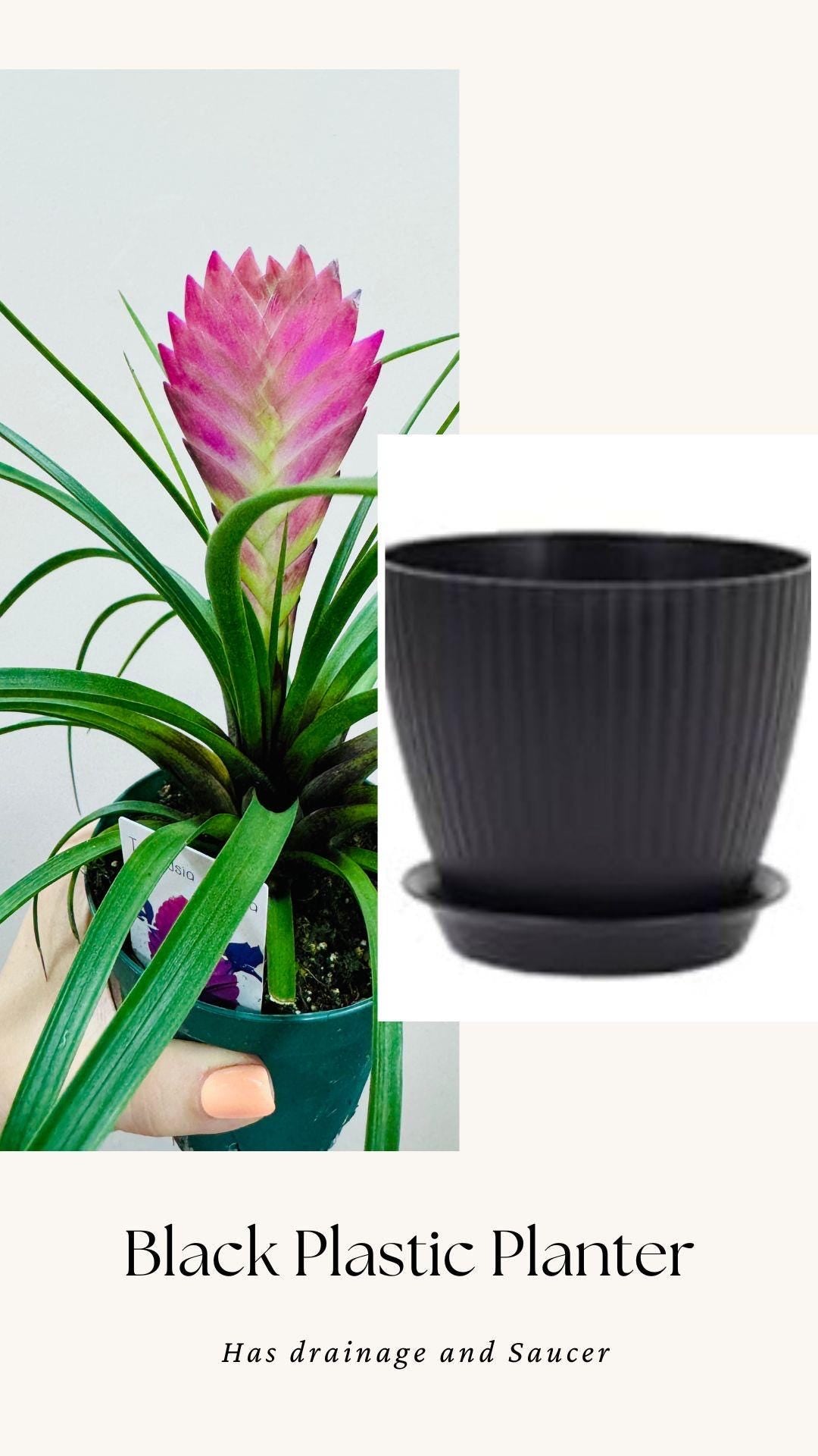 Tillandsia Cyane Plant | Pink Quill Bromeliad | 4 inch pot