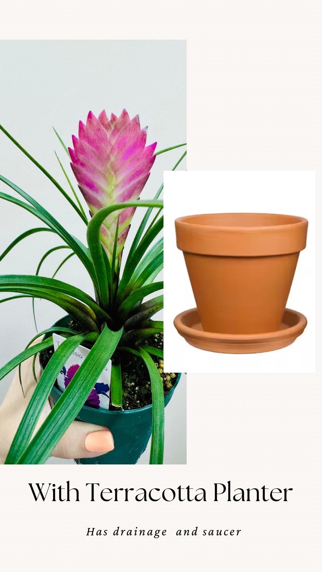 Tillandsia Cyane Plant | Pink Quill Bromeliad | 4 inch pot