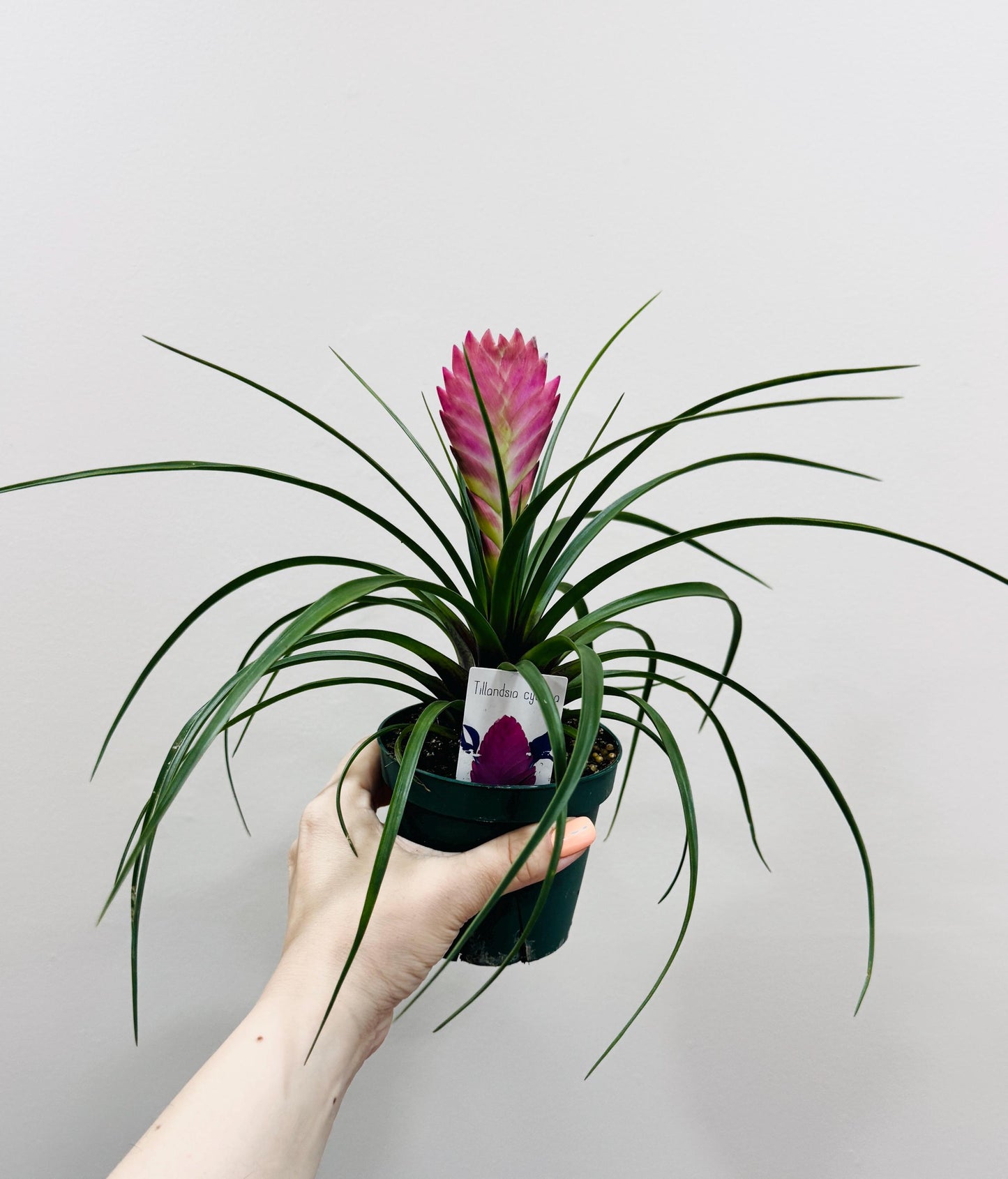 Tillandsia Cyane Plant | Pink Quill Bromeliad | 4 inch pot