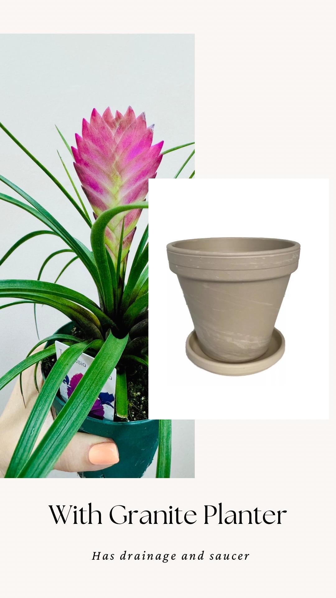 Tillandsia Cyane Plant | Pink Quill Bromeliad | 4 inch pot