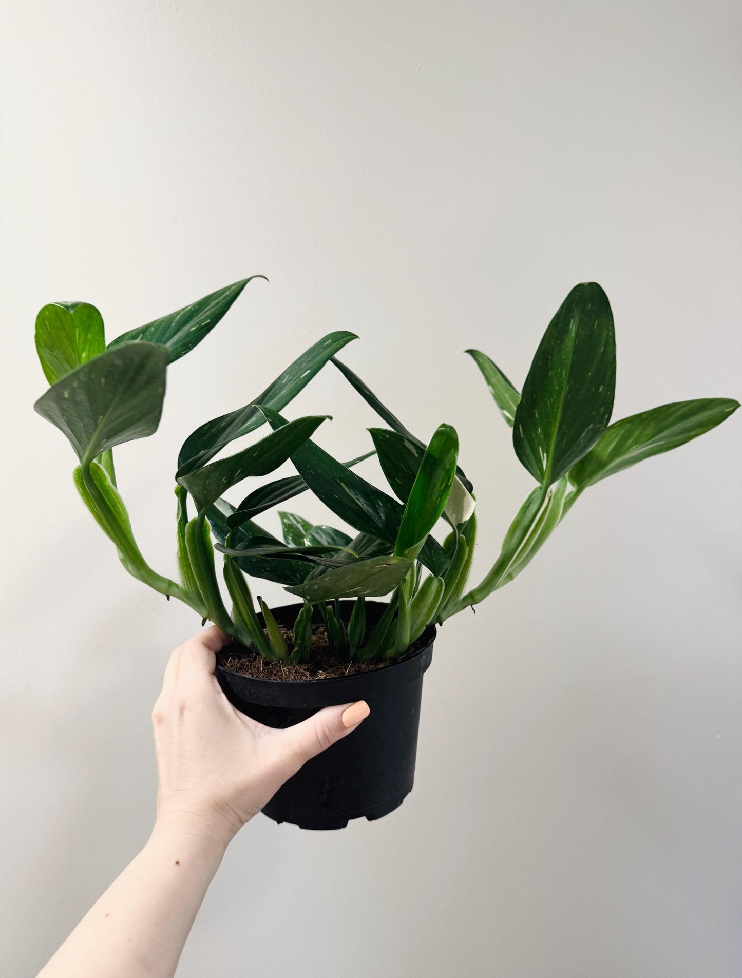 Monstera Standleyana Albo Variegated - 6 inch Pot - Live Houseplant