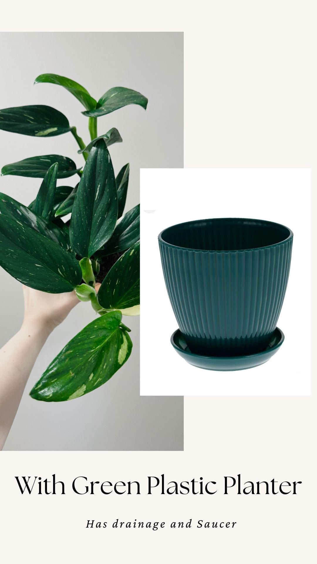 Monstera Standleyana Albo Variegated - 6 inch Pot - Live Houseplant