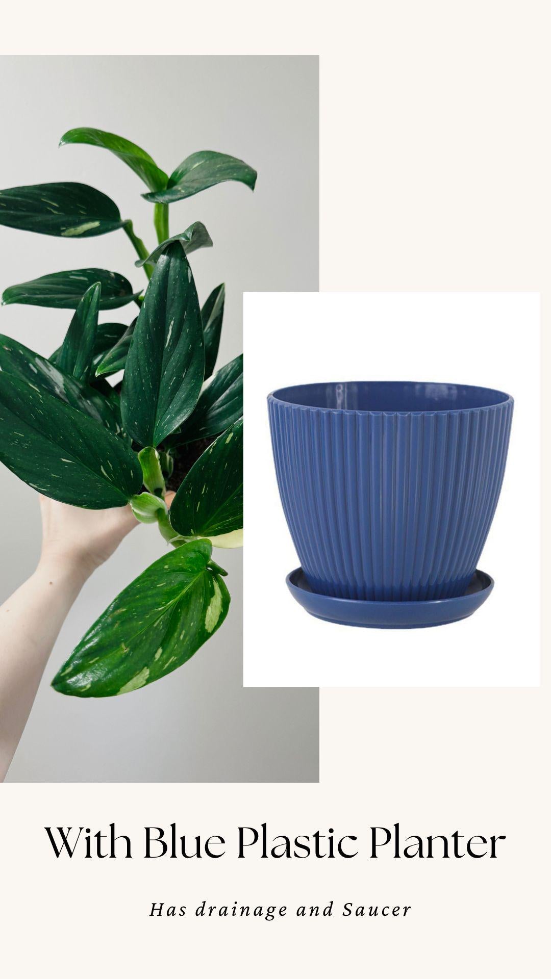 Monstera Standleyana Albo Variegated - 6 inch Pot - Live Houseplant