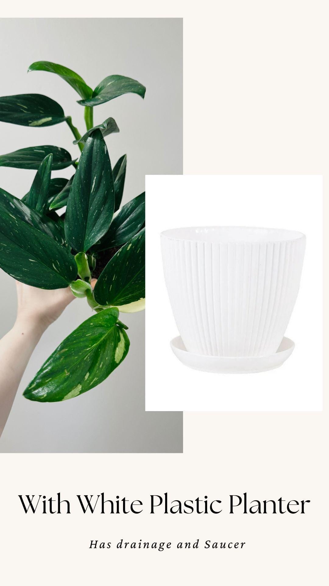 Monstera Standleyana Albo Variegated - 6 inch Pot - Live Houseplant