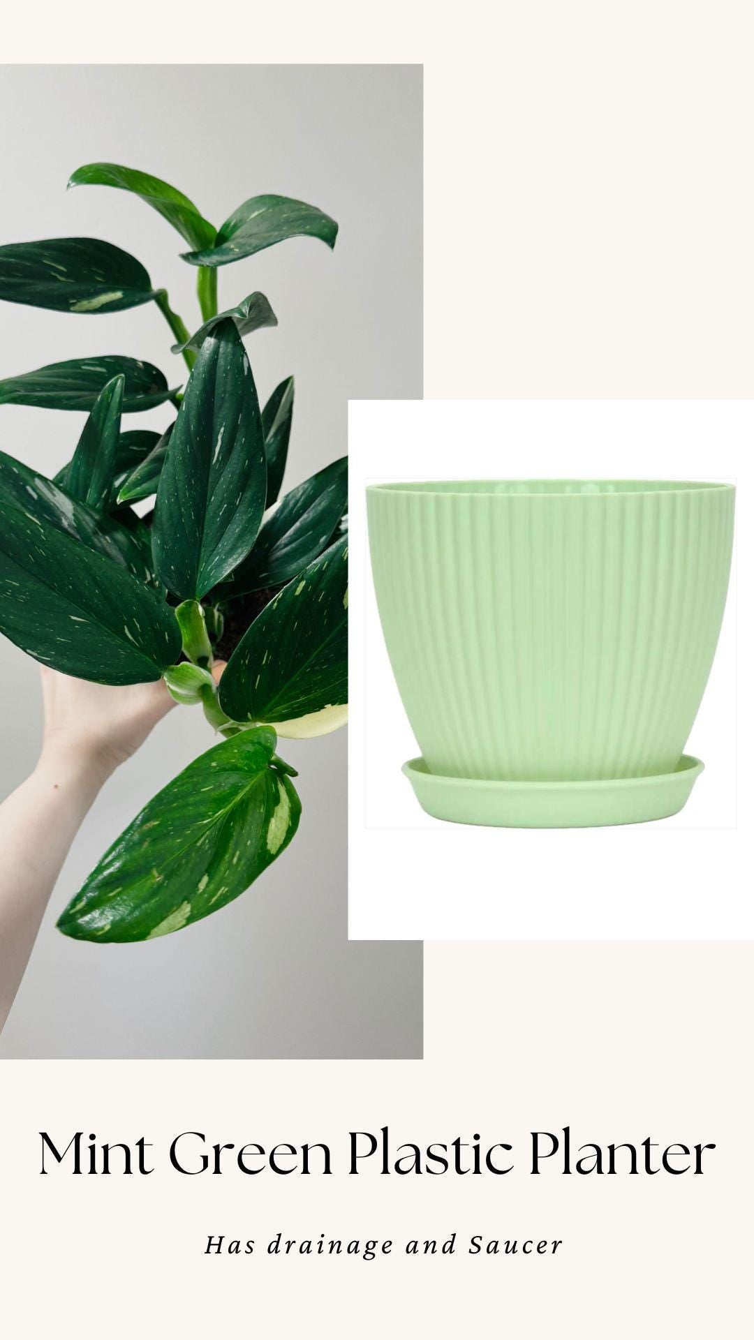 Monstera Standleyana Albo Variegated - 6 inch Pot - Live Houseplant