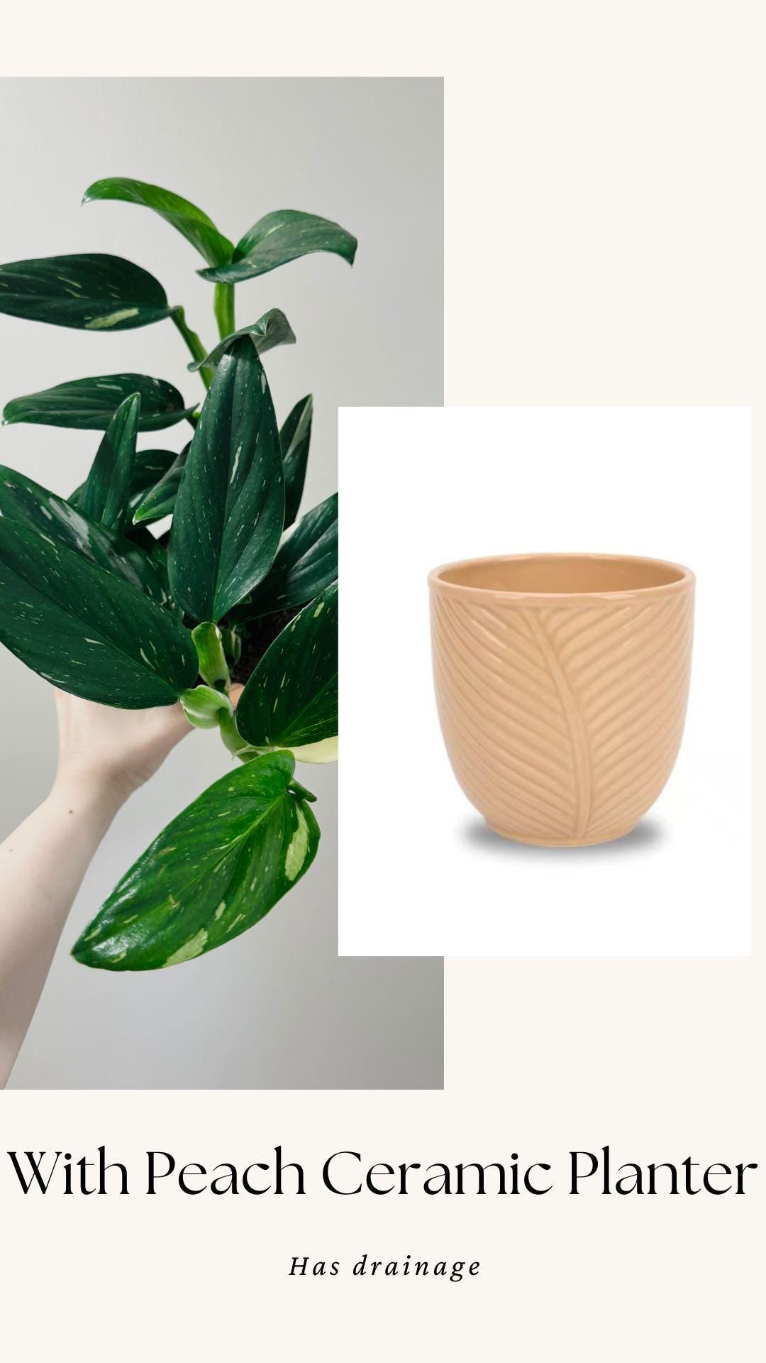Monstera Standleyana Albo Variegated - 6 inch Pot - Live Houseplant
