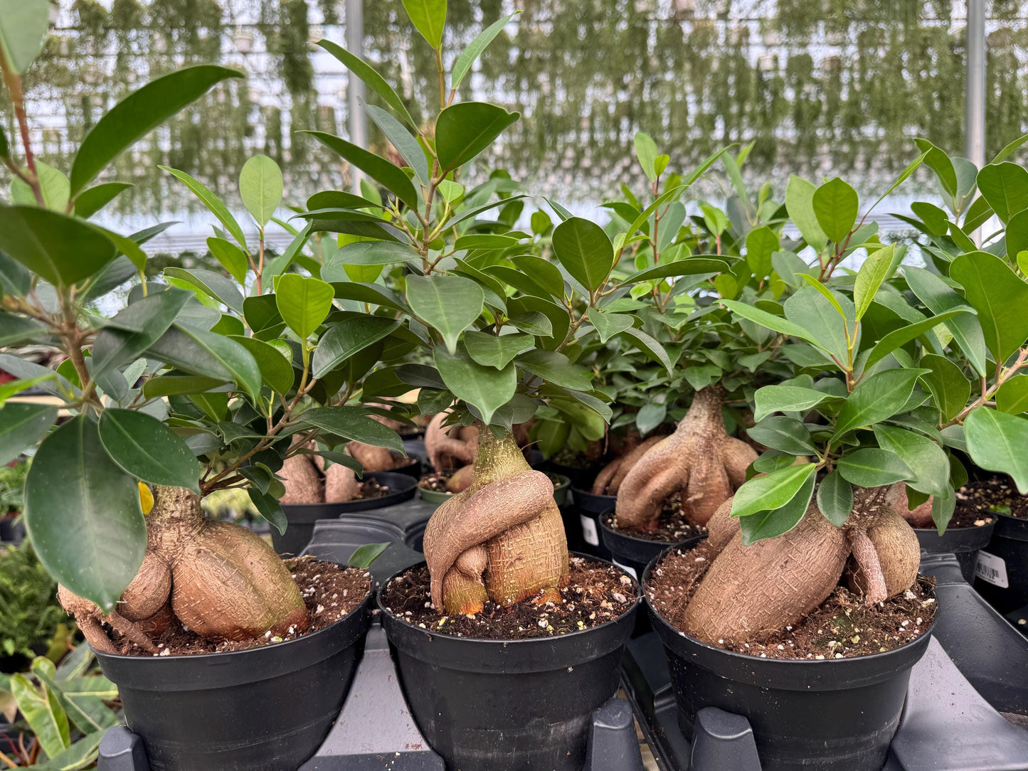 Ficus Microcarpa Ginseng Plant - 6 inch Pot - Live Houseplant