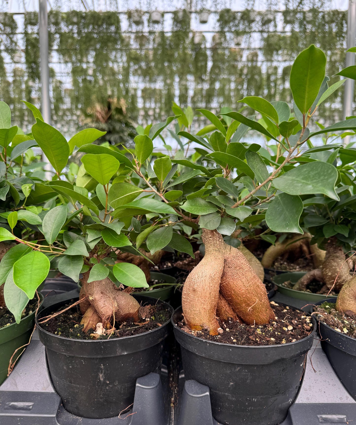 Ficus Microcarpa Ginseng Plant - 6 inch Pot - Live Houseplant
