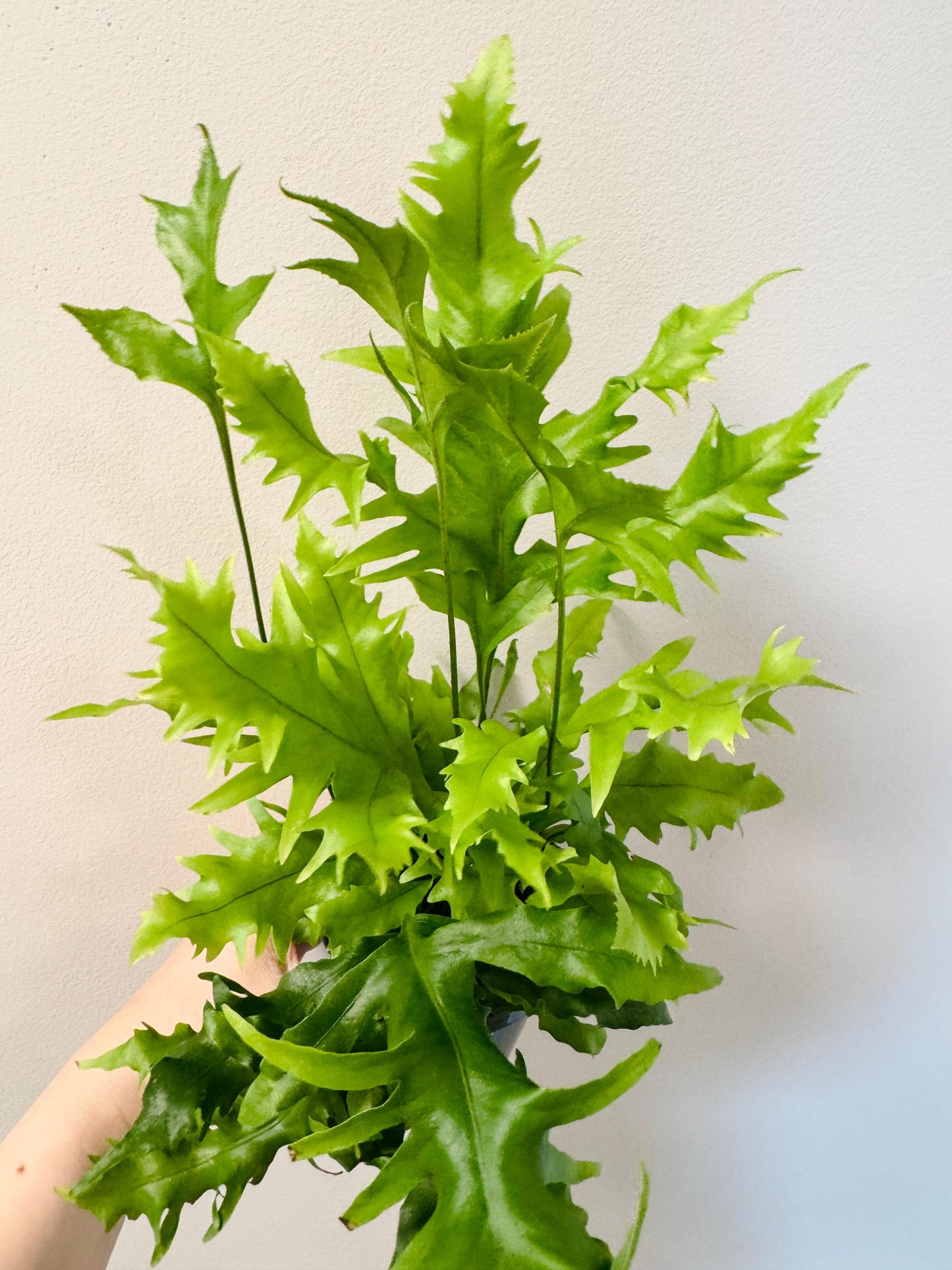 Fern Hawaiian Sunshine Plant - 4 inch Pot - Live Plant - optional decorative pot