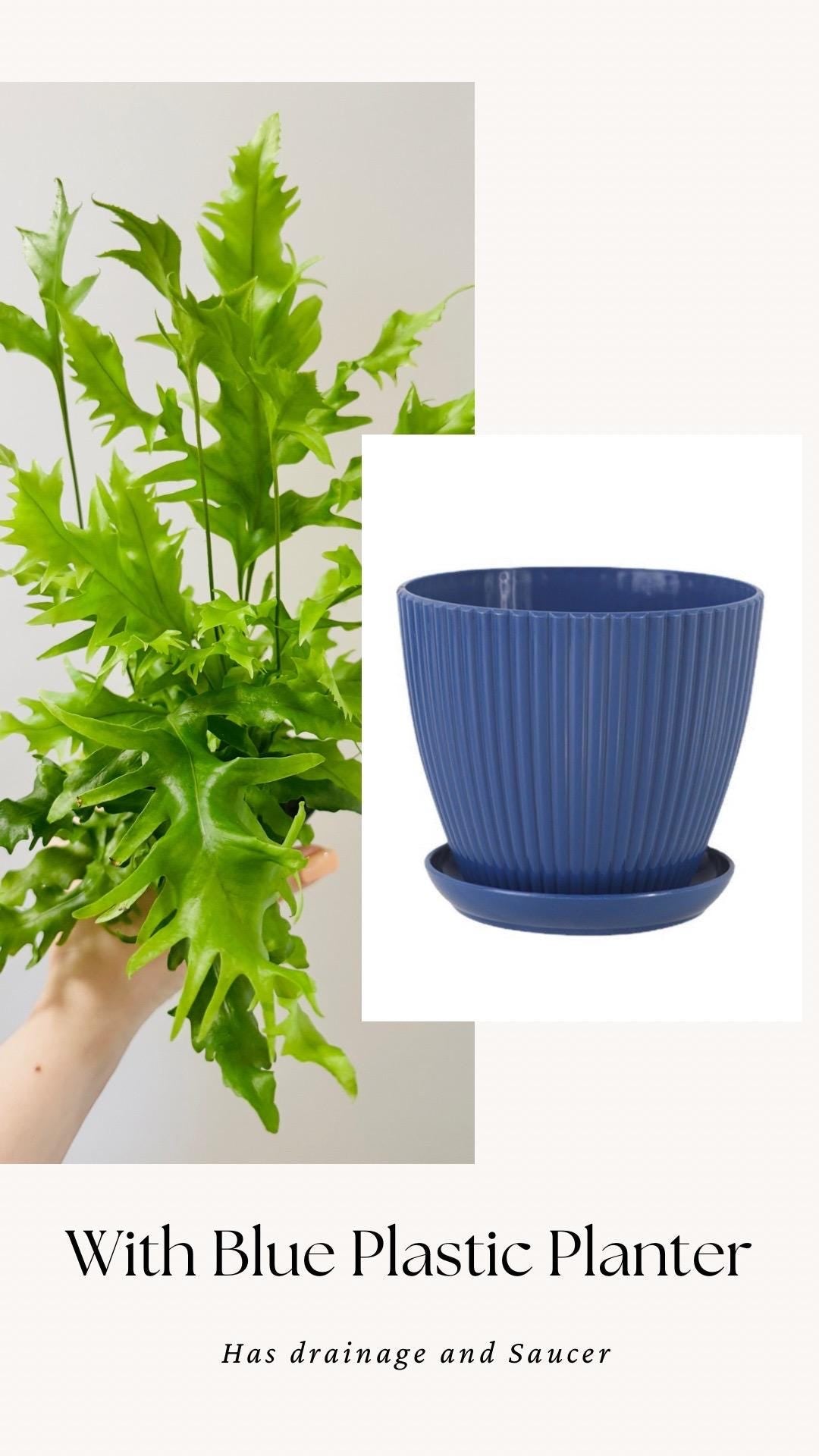 Fern Hawaiian Sunshine Plant - 4 inch Pot - Live Plant - optional decorative pot