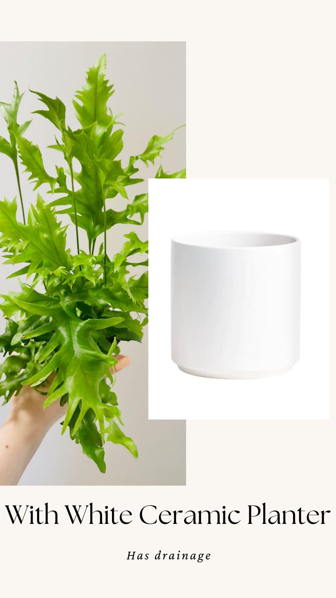 Fern Hawaiian Sunshine Plant - 4 inch Pot - Live Plant - optional decorative pot