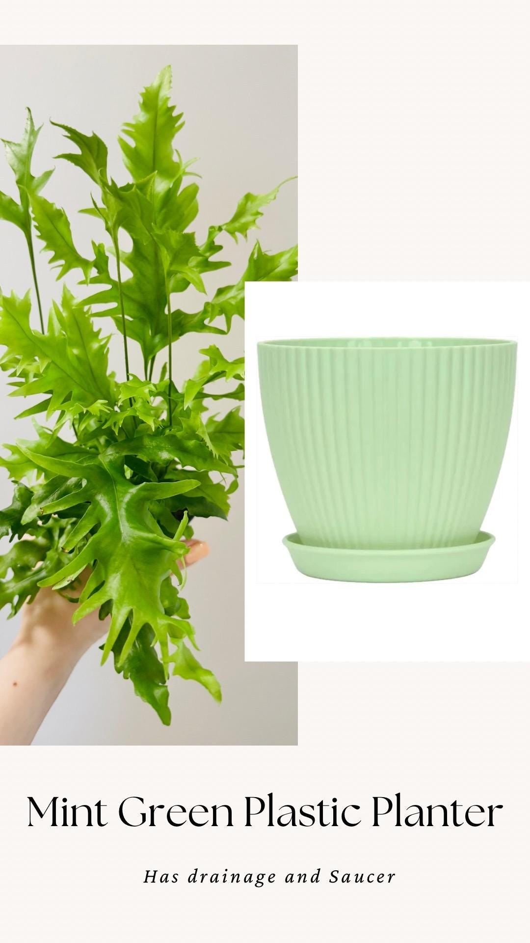 Fern Hawaiian Sunshine Plant - 4 inch Pot - Live Plant - optional decorative pot