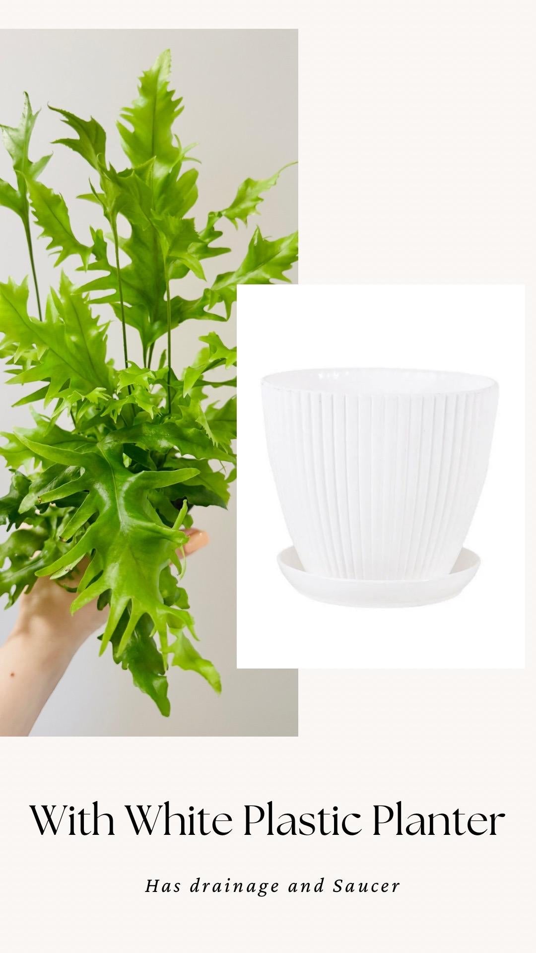 Fern Hawaiian Sunshine Plant - 4 inch Pot - Live Plant - optional decorative pot