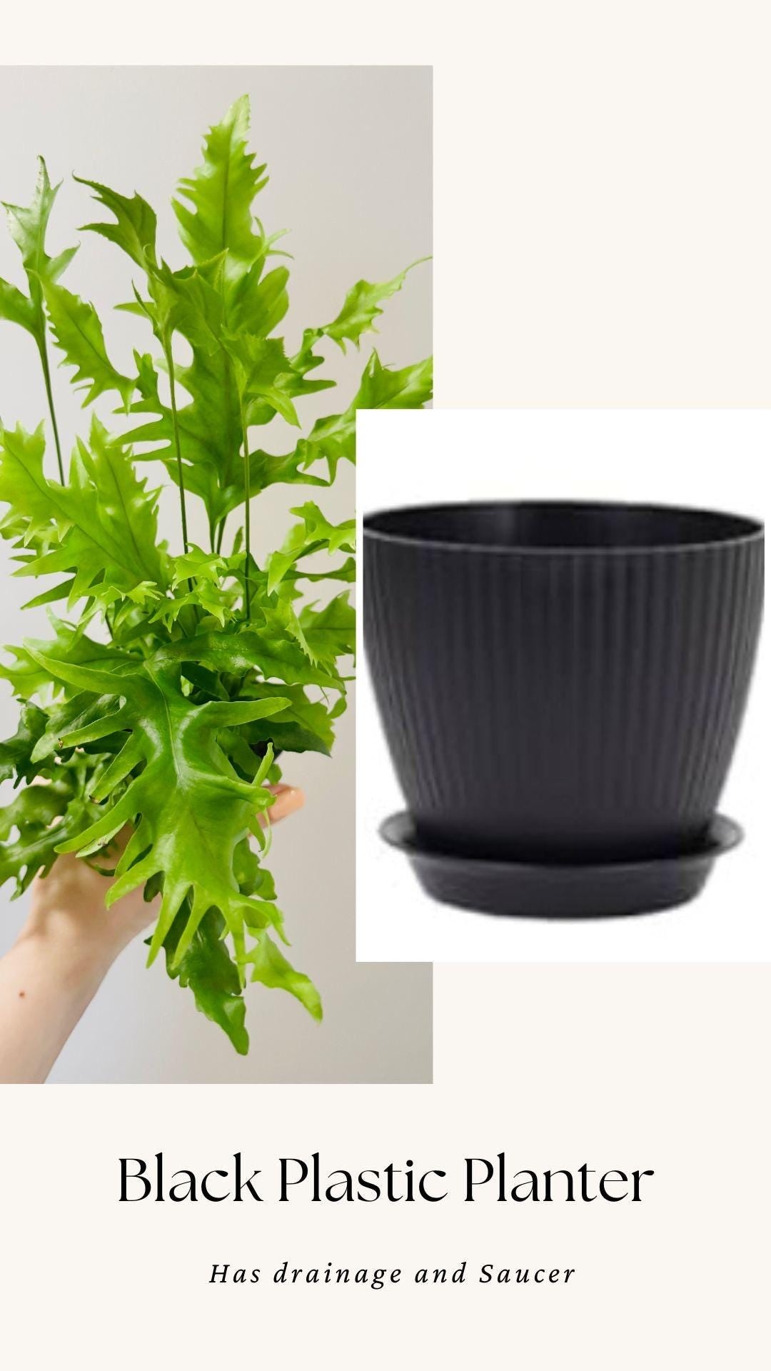 Fern Hawaiian Sunshine Plant - 4 inch Pot - Live Plant - optional decorative pot