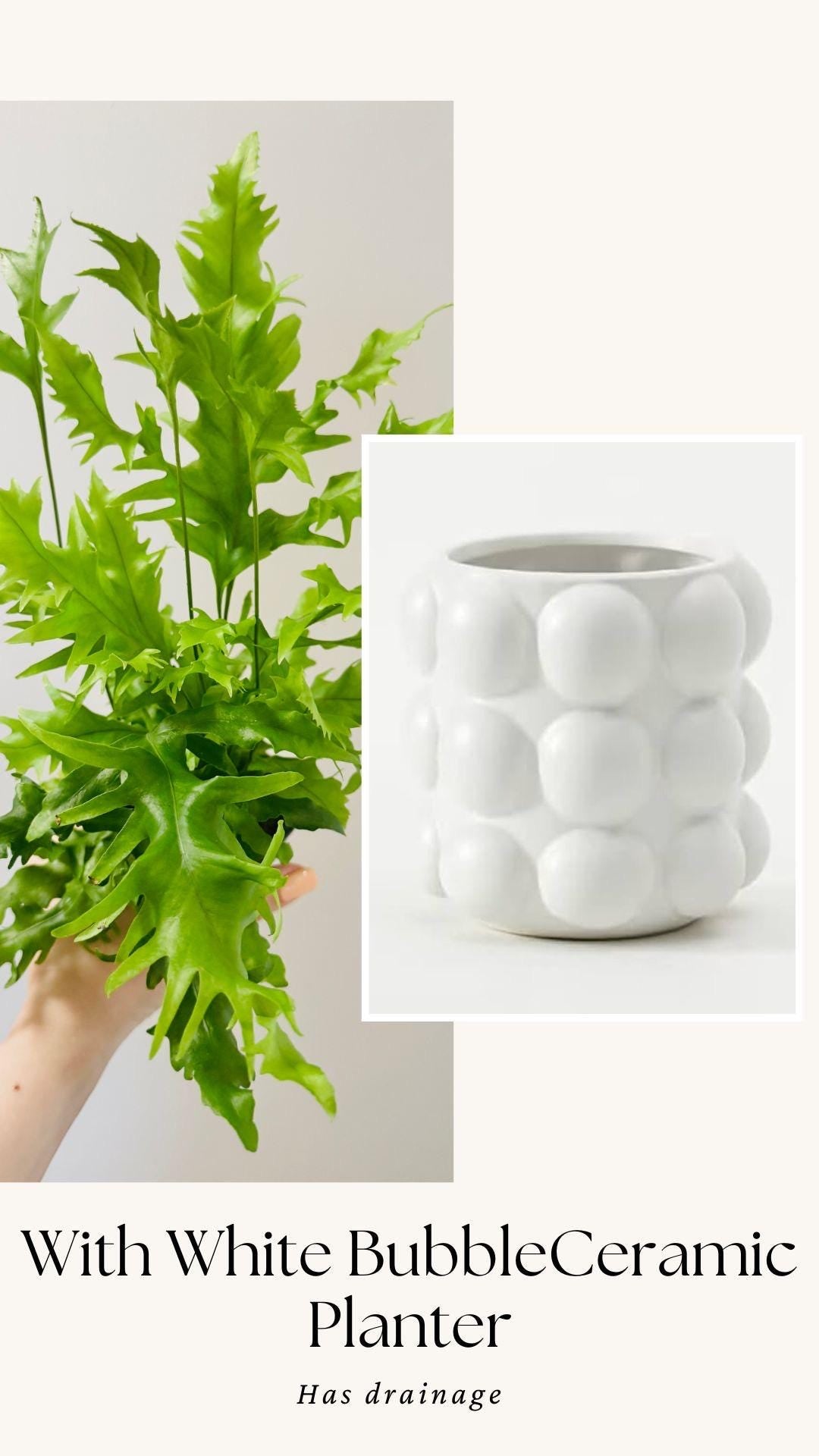 Fern Hawaiian Sunshine Plant - 4 inch Pot - Live Plant - optional decorative pot