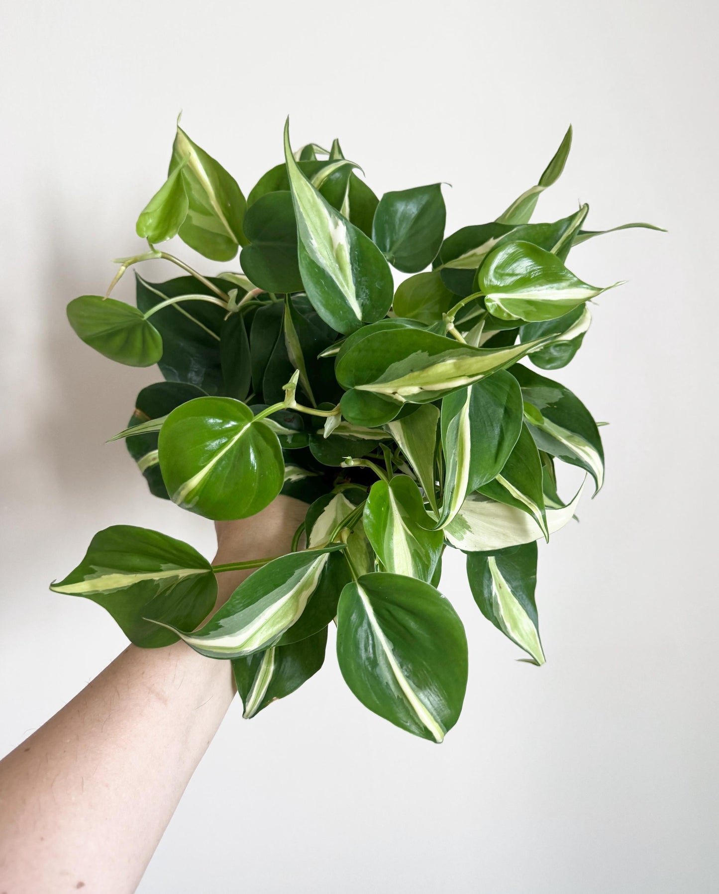 Philodendron Silver Stripe Plant - 6 inch Pot - optional deocrative pot