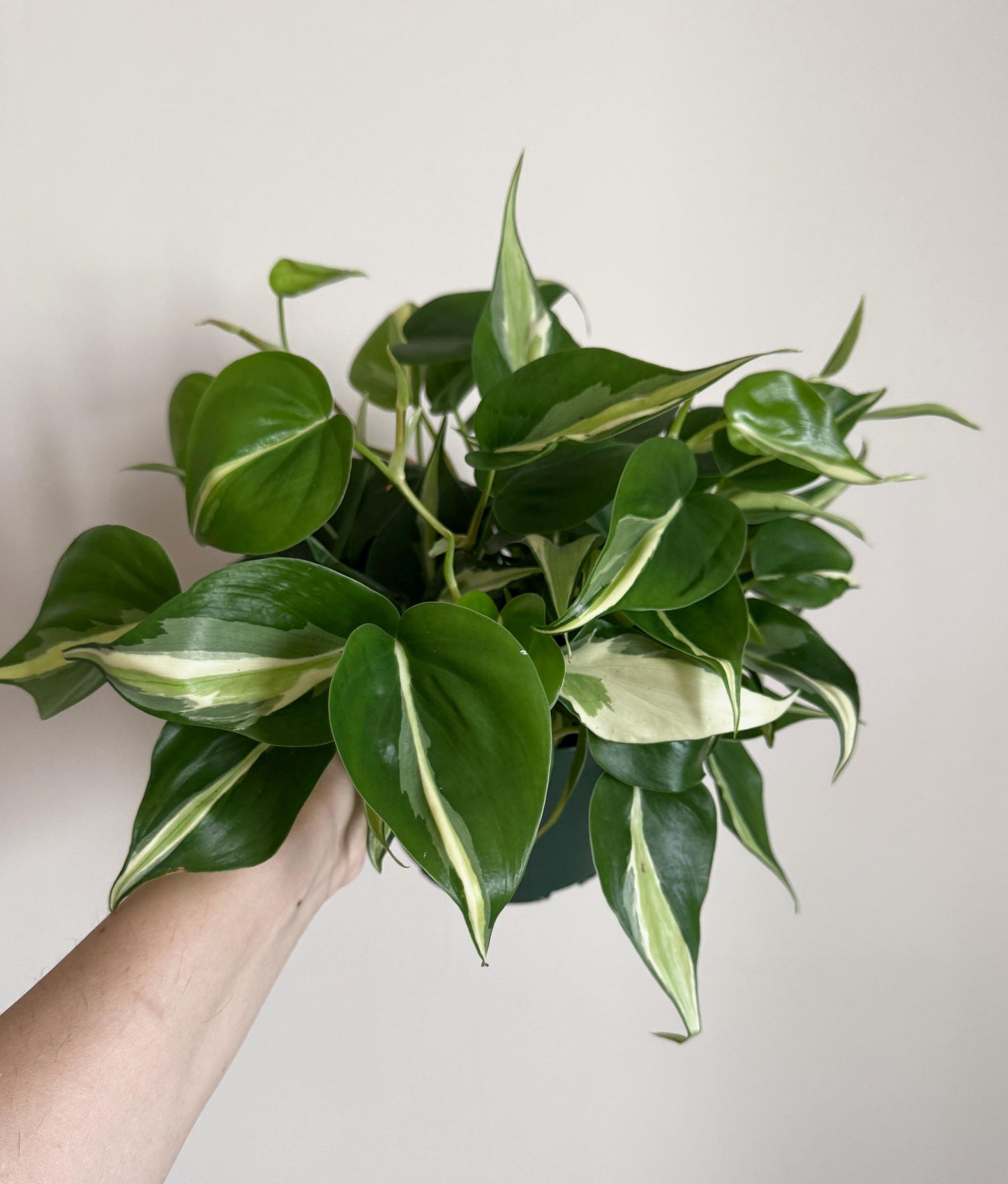 Philodendron Silver Stripe Plant - 6 inch Pot - optional deocrative pot
