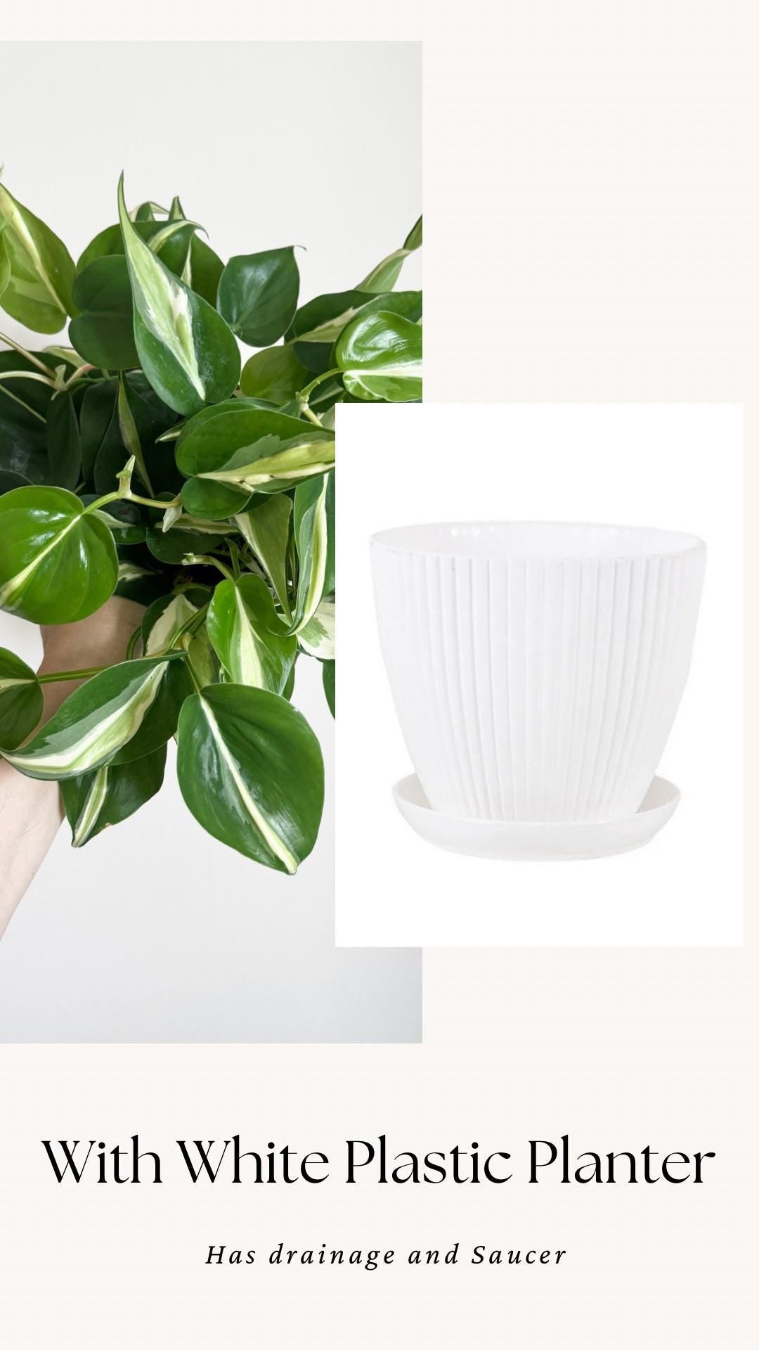 Philodendron Silver Stripe Plant - 6 inch Pot - optional deocrative pot