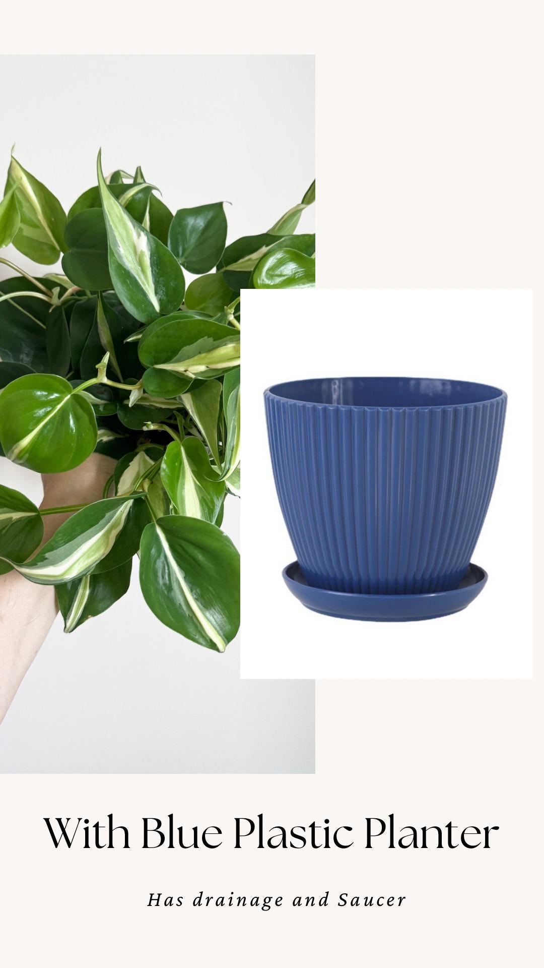 Philodendron Silver Stripe Plant - 6 inch Pot - optional deocrative pot