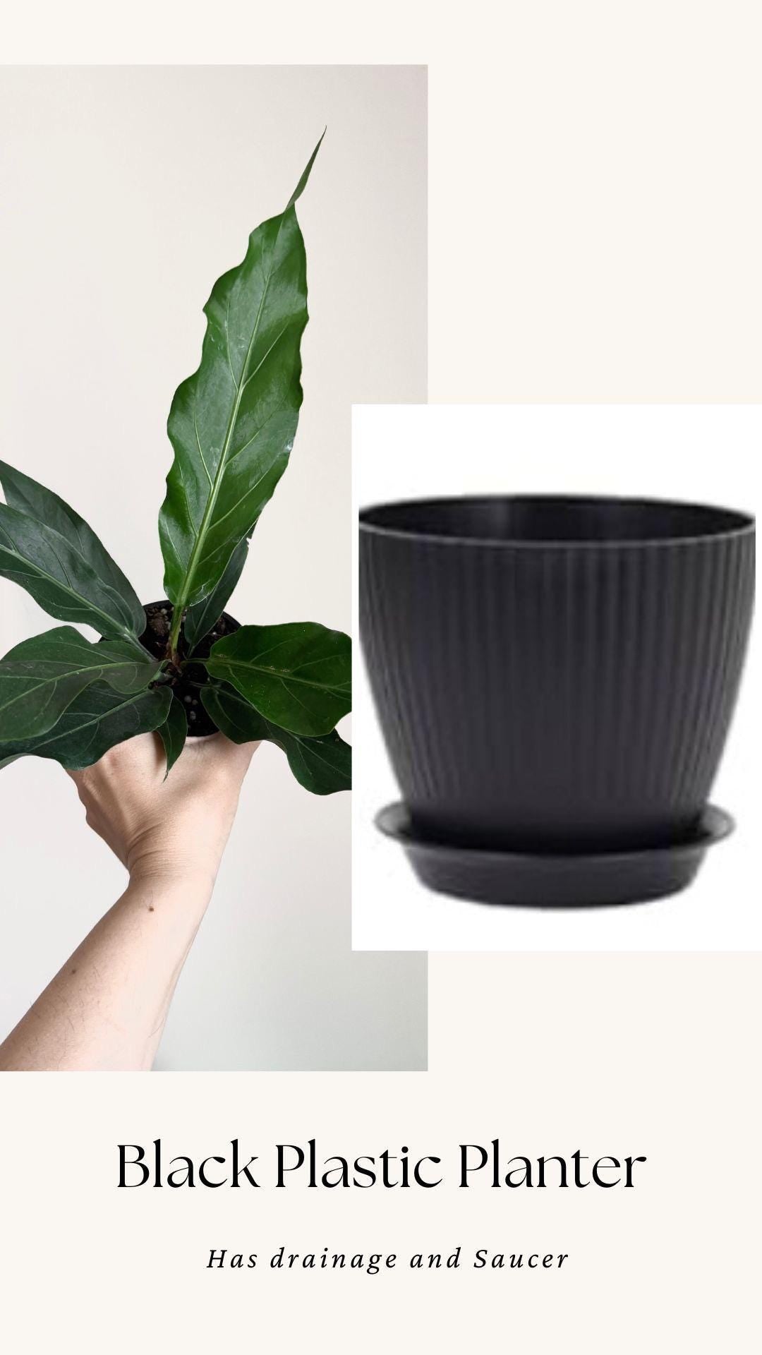 Anthurium Hookeri Bird Nest Plant - 4 inch Pot - Live Plant - optional decorative pot