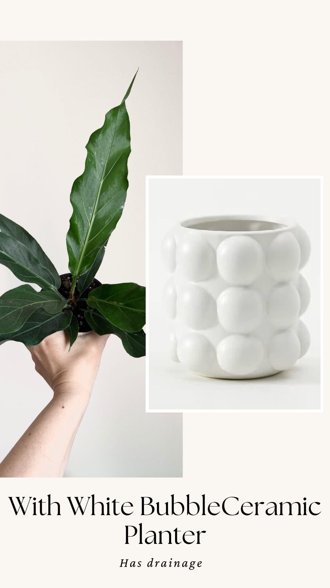 Anthurium Hookeri Bird Nest Plant - 4 inch Pot - Live Plant - optional decorative pot