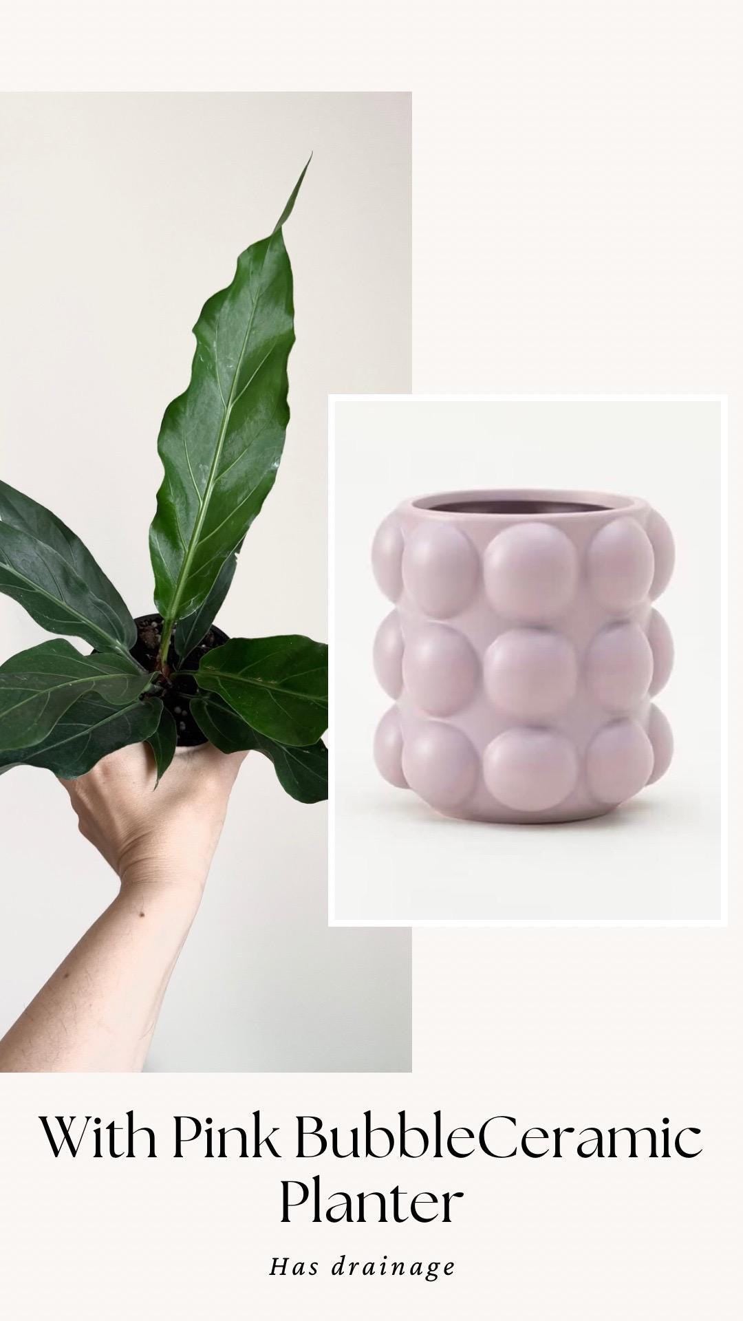 Anthurium Hookeri Bird Nest Plant - 4 inch Pot - Live Plant - optional decorative pot