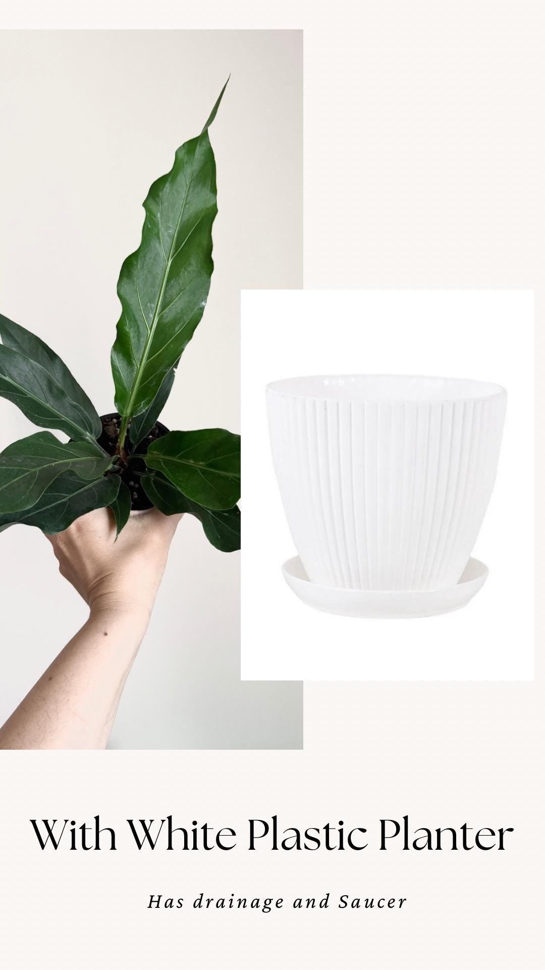 Anthurium Hookeri Bird Nest Plant - 4 inch Pot - Live Plant - optional decorative pot