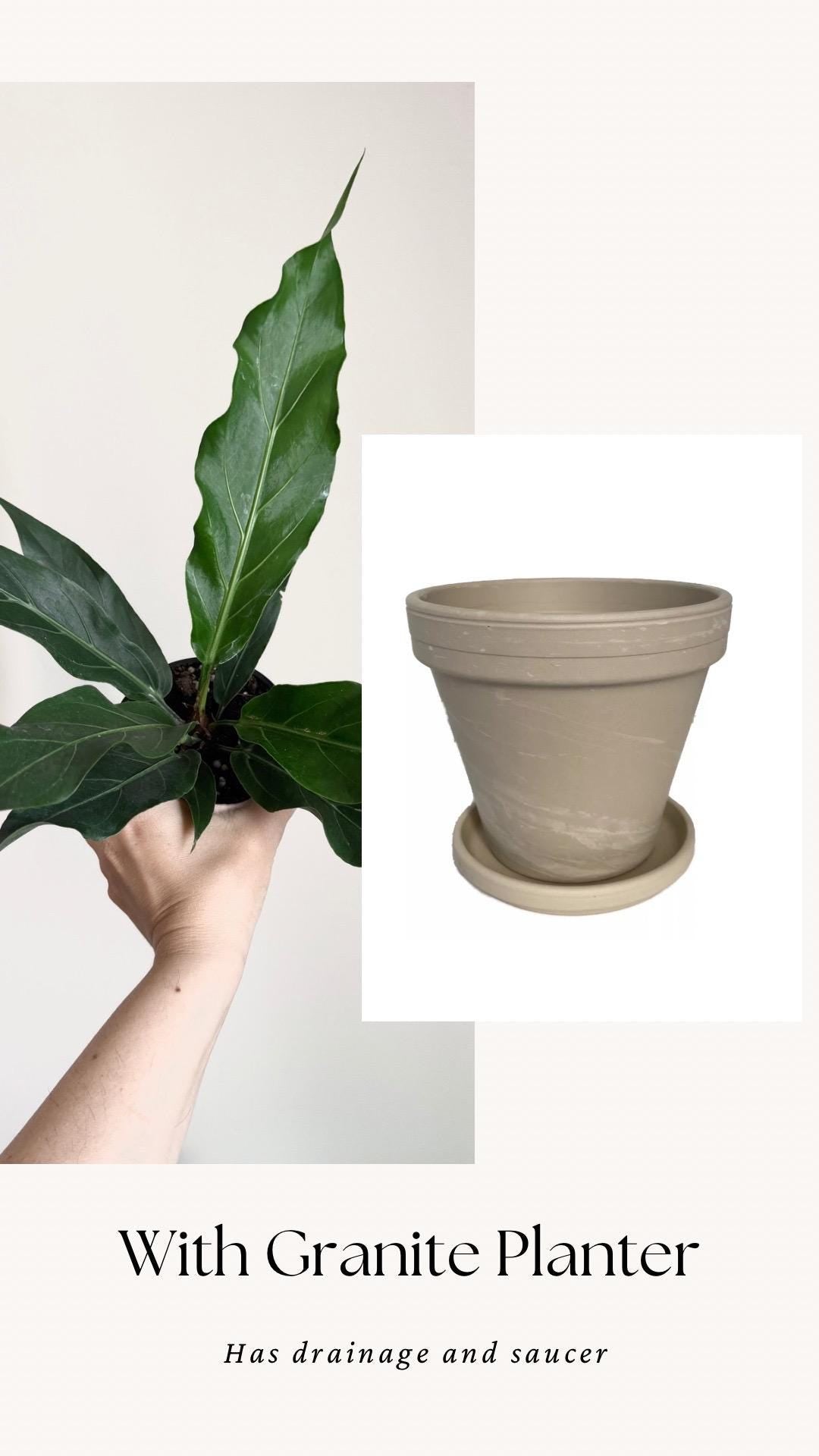 Anthurium Hookeri Bird Nest Plant - 4 inch Pot - Live Plant - optional decorative pot