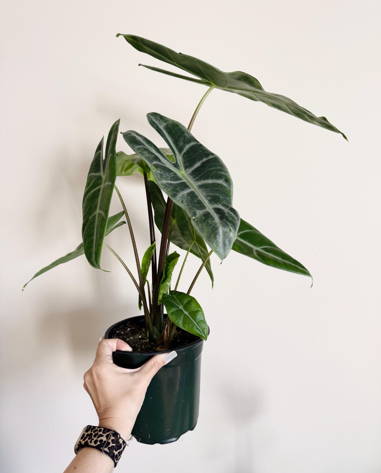 Alocasia Longilona Plant - 6 inch Pot - Live Houseplant