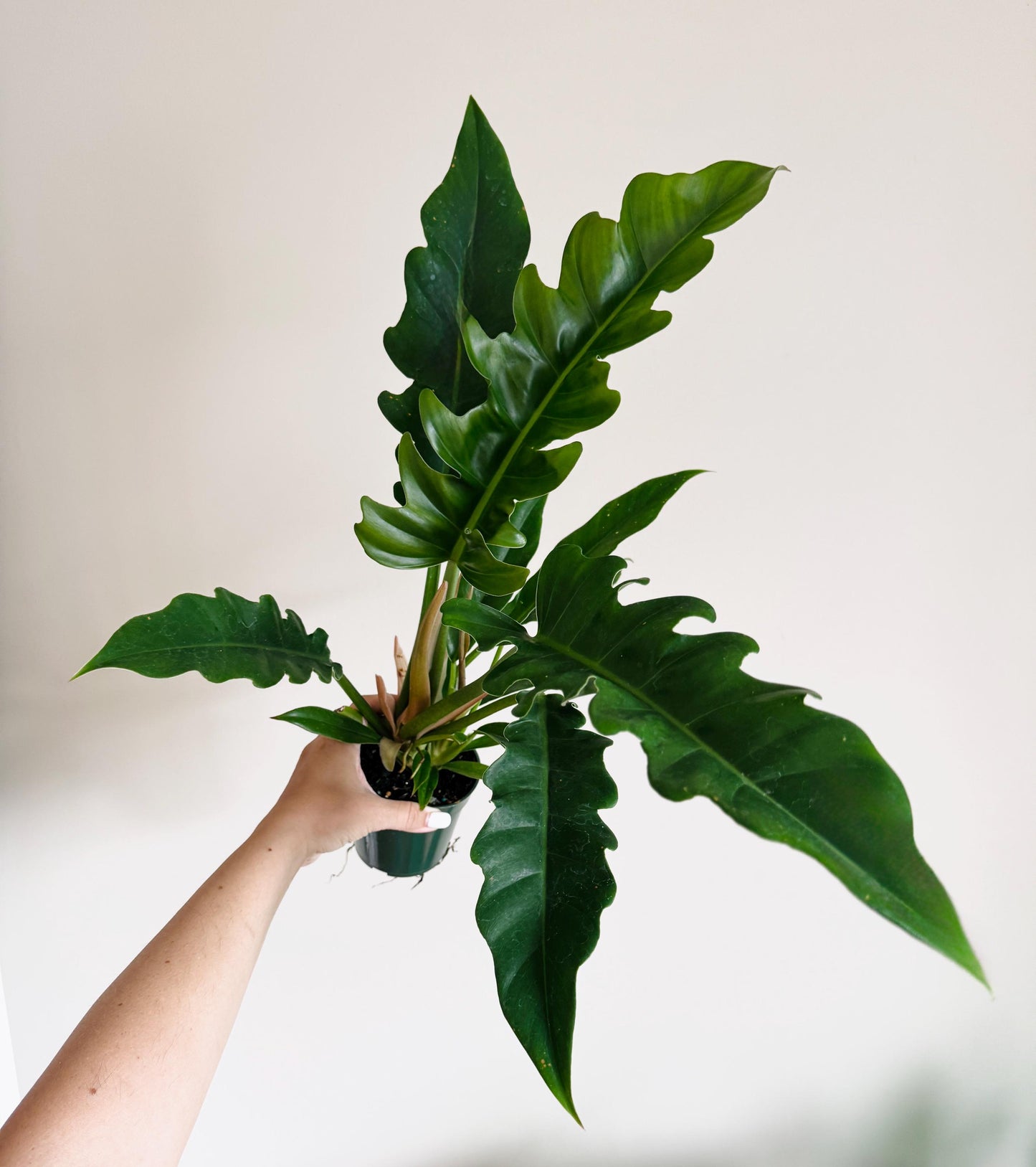Philodendron Jungle Boogie Plant - 4 inch Pot - Live Plant - optional decorative pot