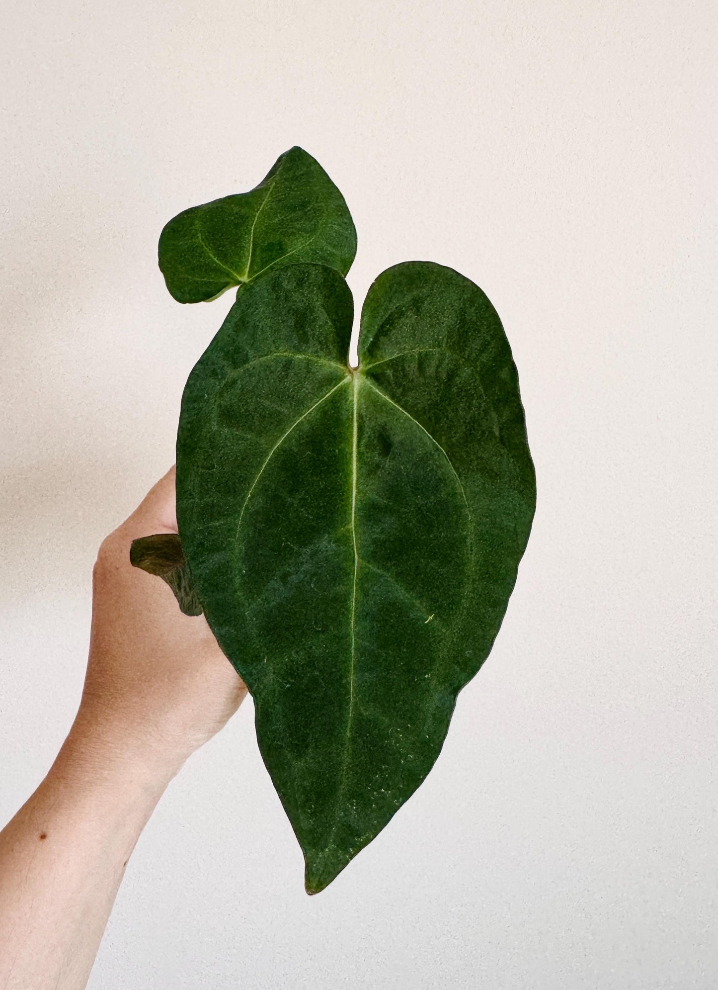 Anthurium (Crystallinum x Magnificum) Hybrid Plant - 4 inch Nursery Pot
