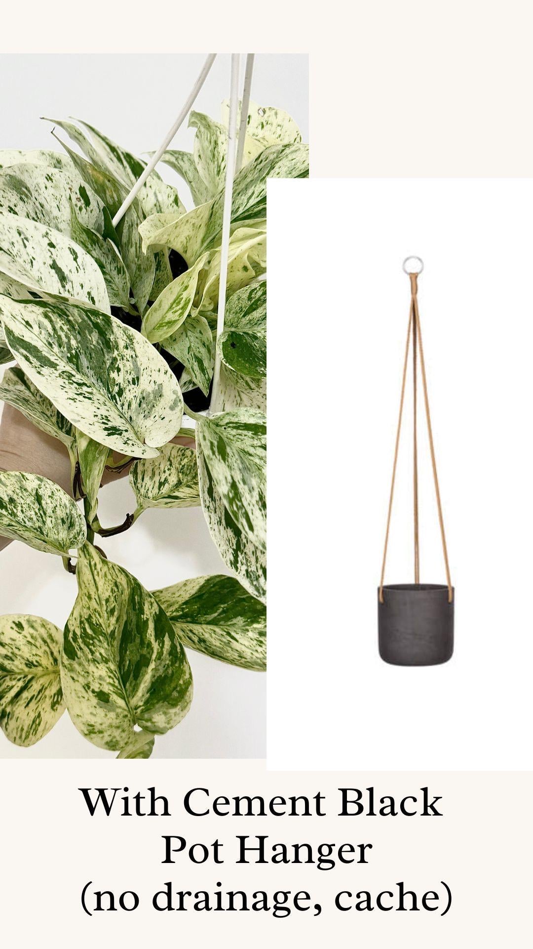 Snow Queen Pothos Plant - 4.5 Hanging Pot - Live Plant