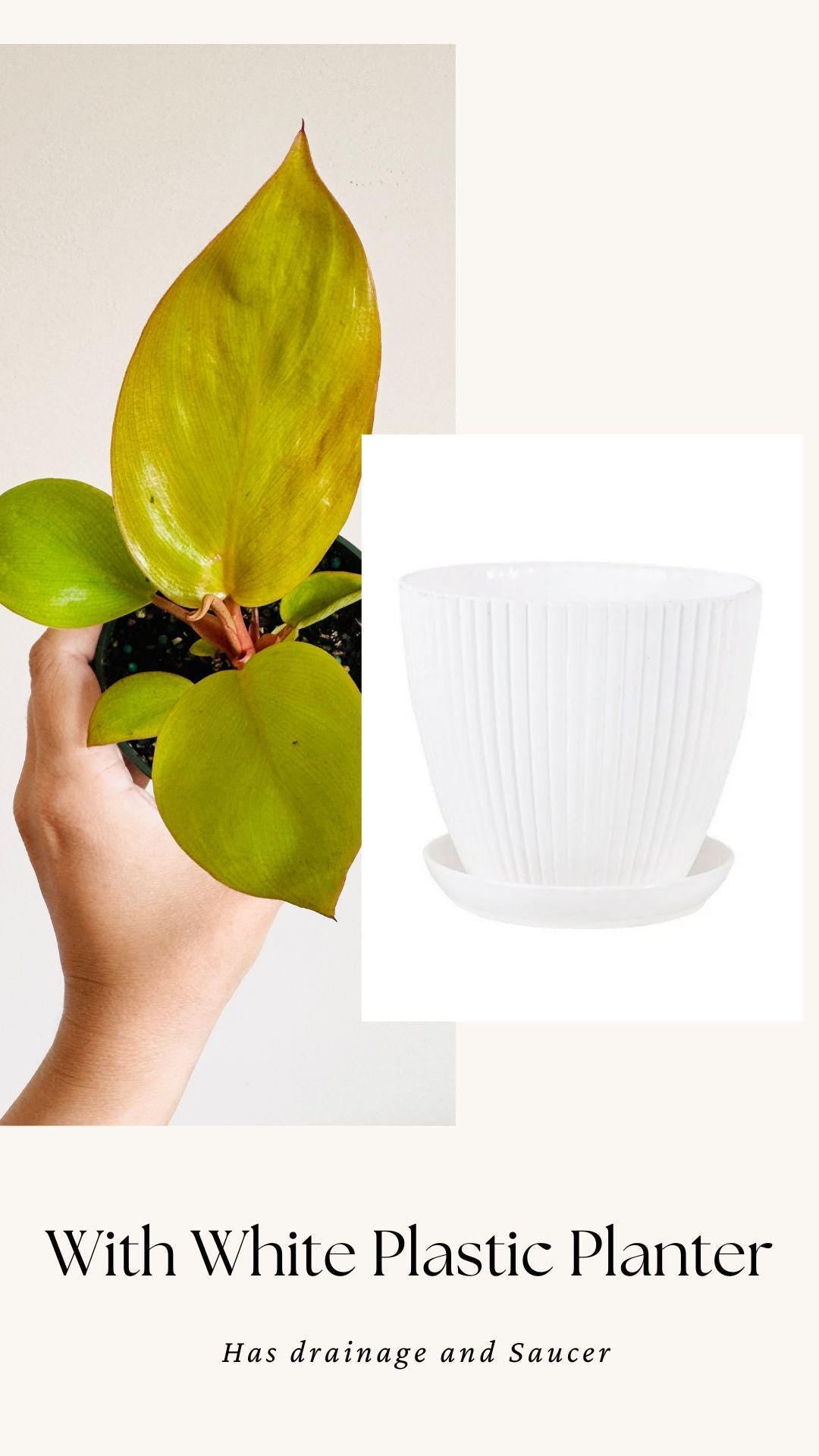 Philodendron Mars Plant 4 inch Pot - optional decorative pot