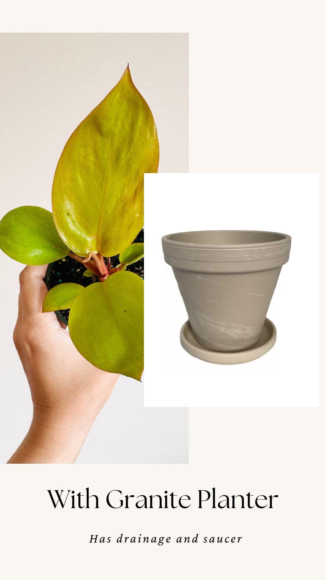 Philodendron Mars Plant 4 inch Pot - optional decorative pot