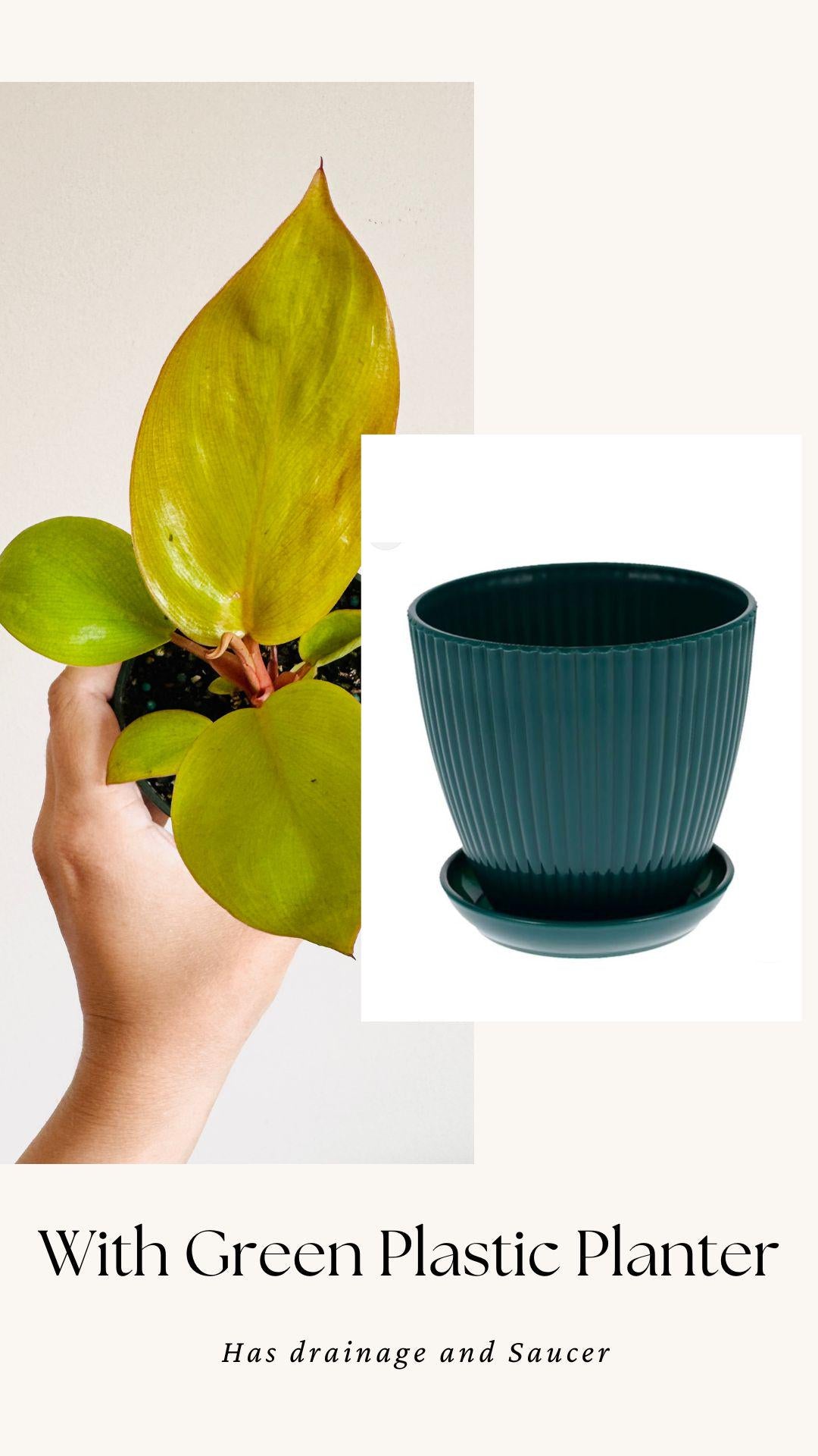Philodendron Mars Plant 4 inch Pot - optional decorative pot