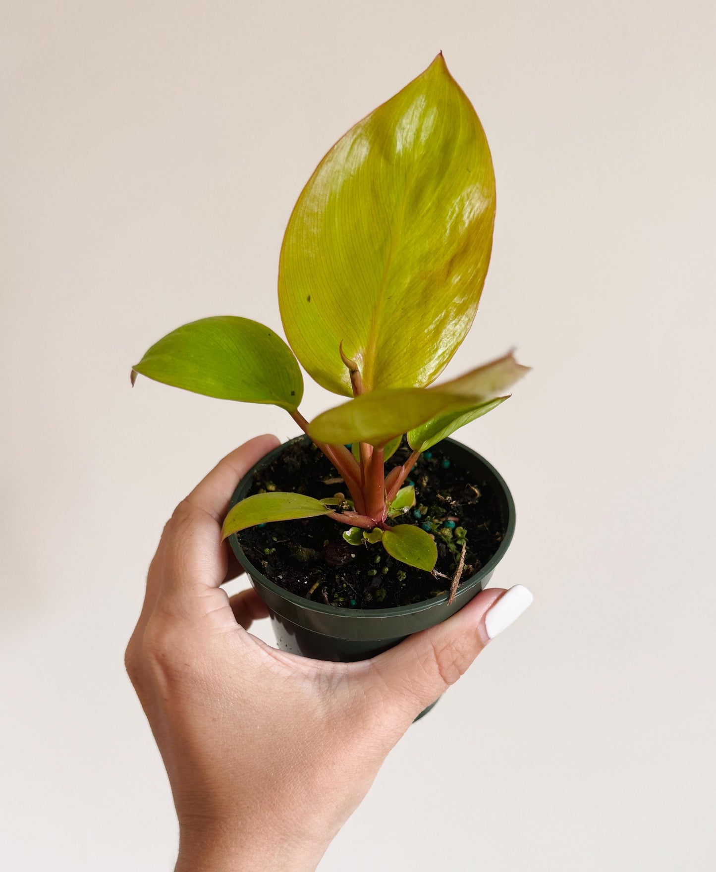 Philodendron Mars Plant 4 inch Pot - optional decorative pot