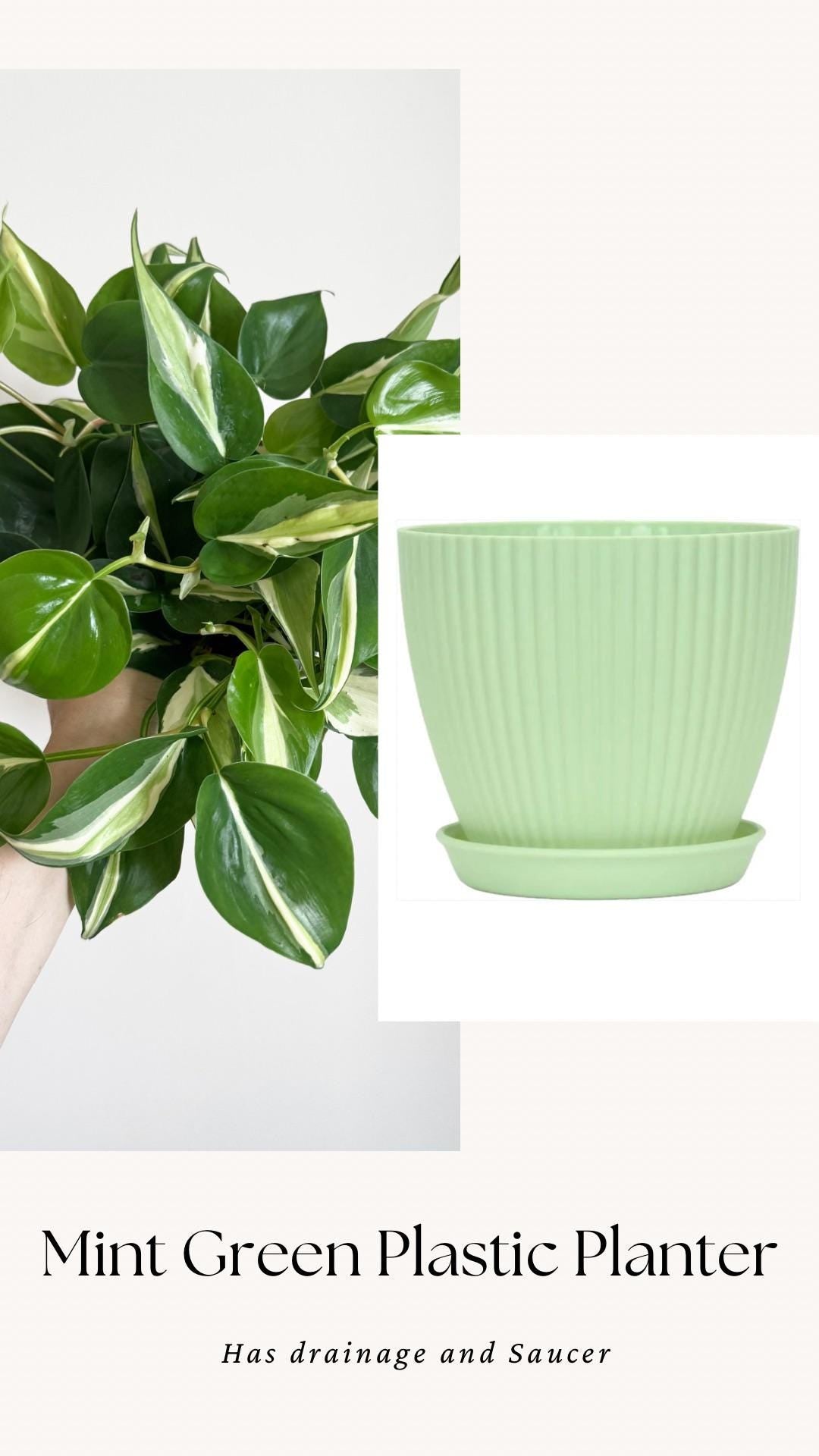 Philodendron Silver Stripe Plant - 6 inch Pot - optional deocrative pot