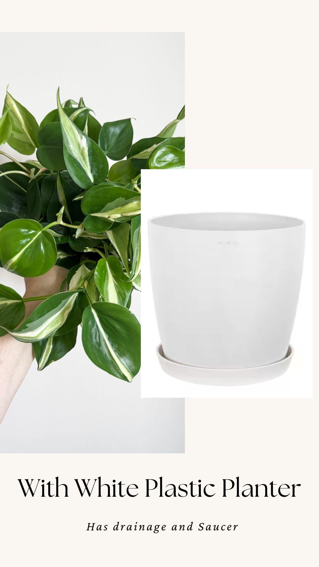 Philodendron Silver Stripe Plant - 6 inch Pot - optional deocrative pot