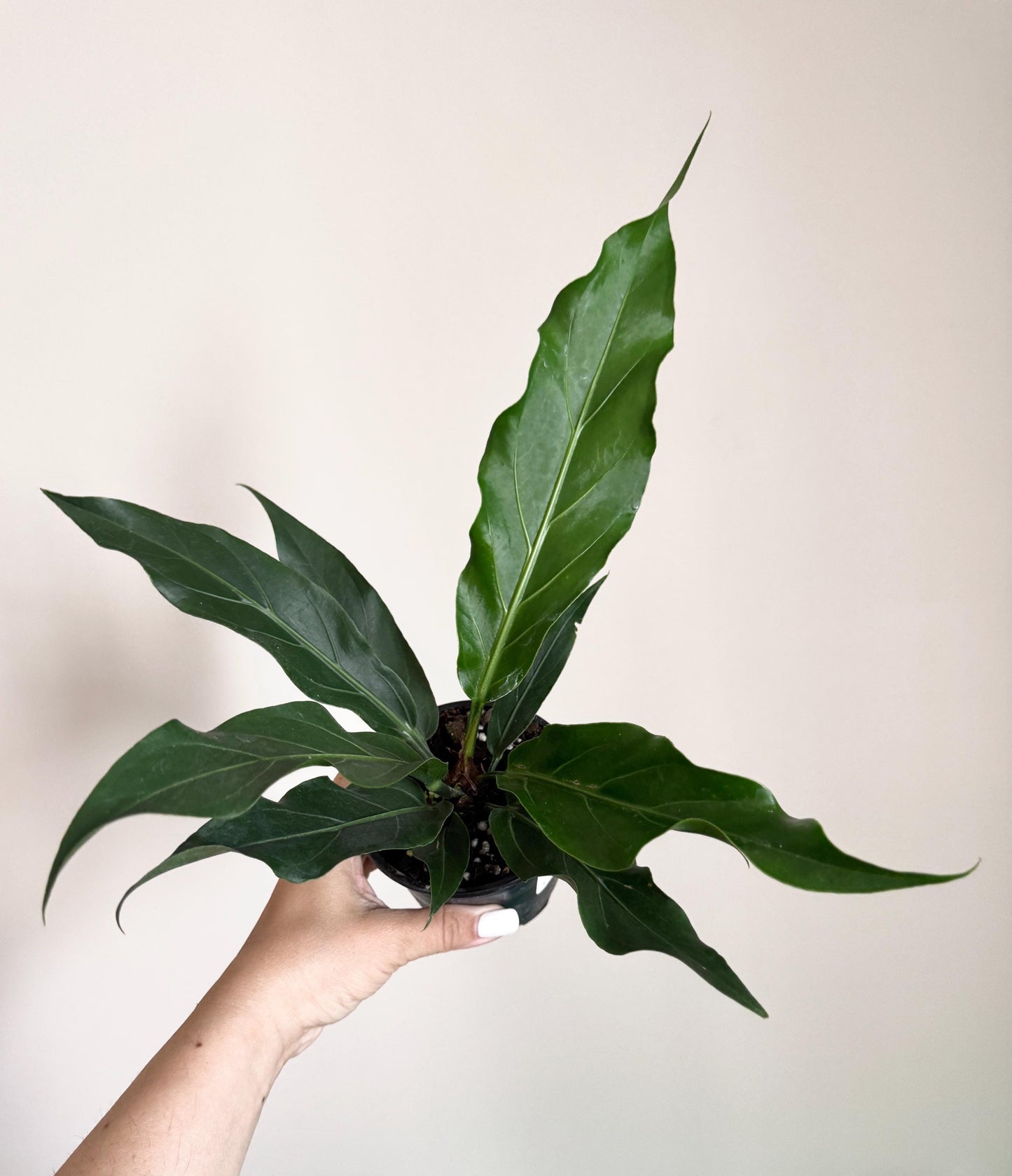 Anthurium Hookeri Bird Nest Plant - 4 inch Pot - Live Plant - optional decorative pot