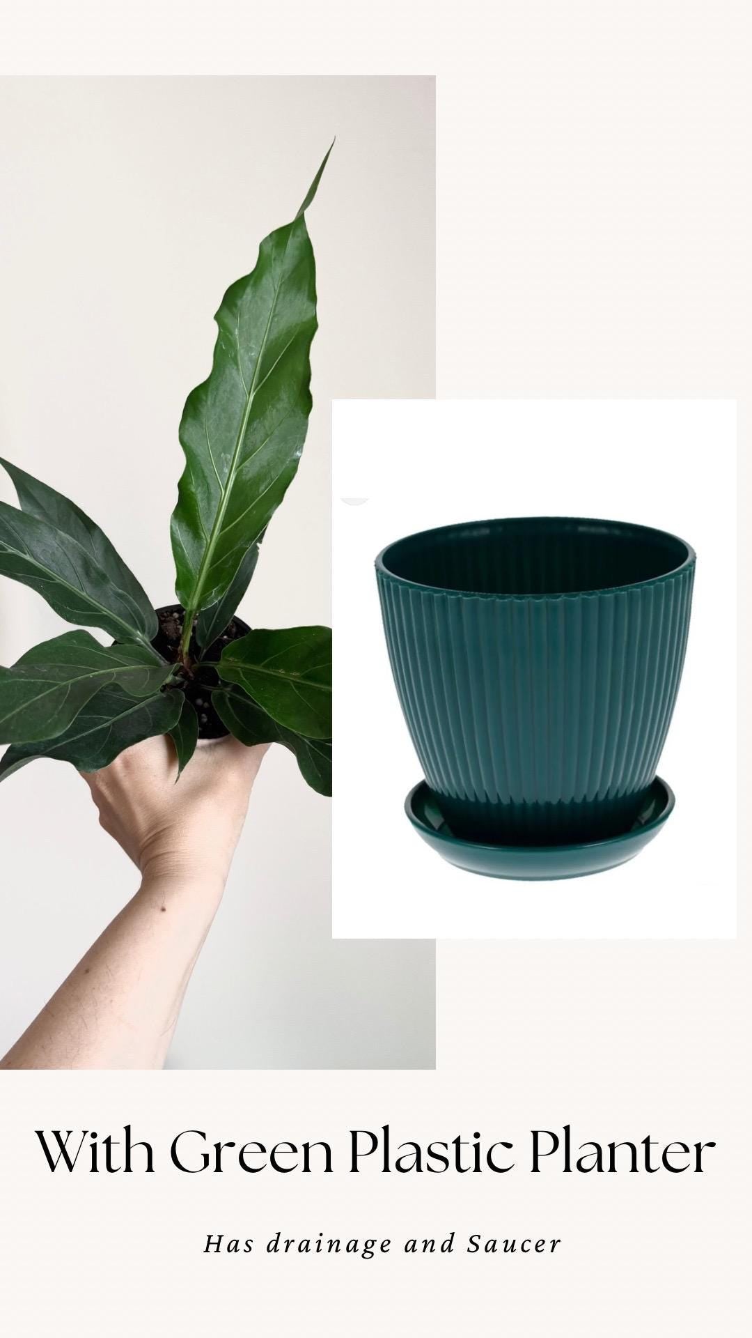 Anthurium Hookeri Bird Nest Plant - 4 inch Pot - Live Plant - optional decorative pot