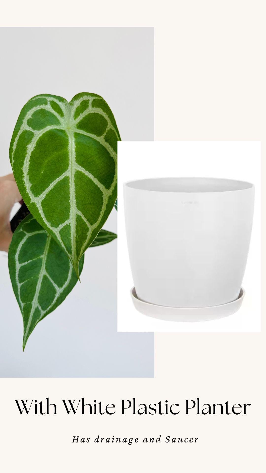 Anthurium Crystallium Plant - 4 inch Nursery Pot