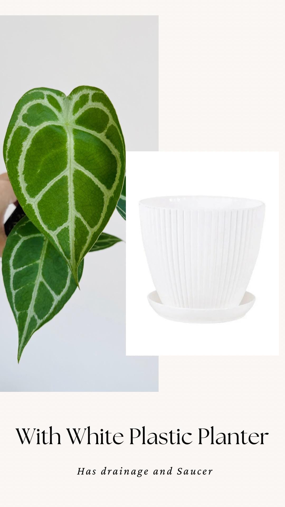 Anthurium Crystallium Plant - 4 inch Nursery Pot