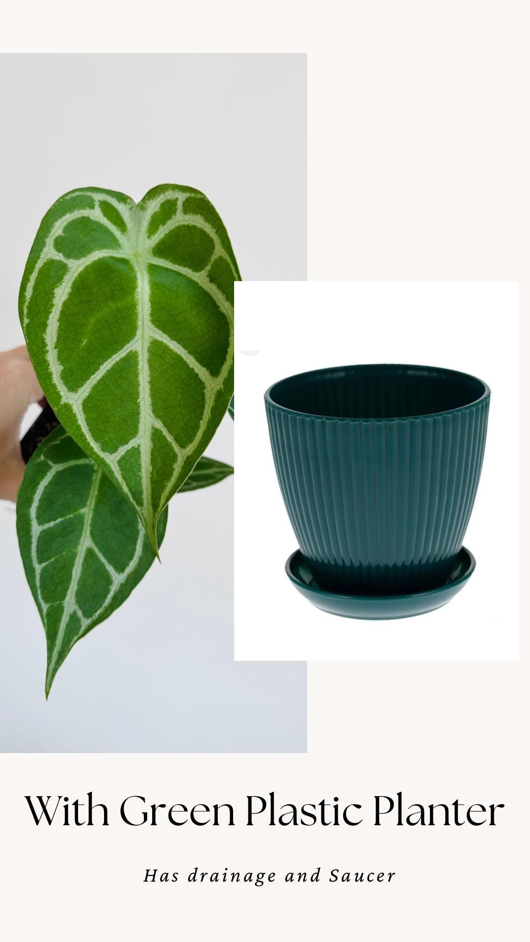 Anthurium Crystallium Plant - 4 inch Nursery Pot