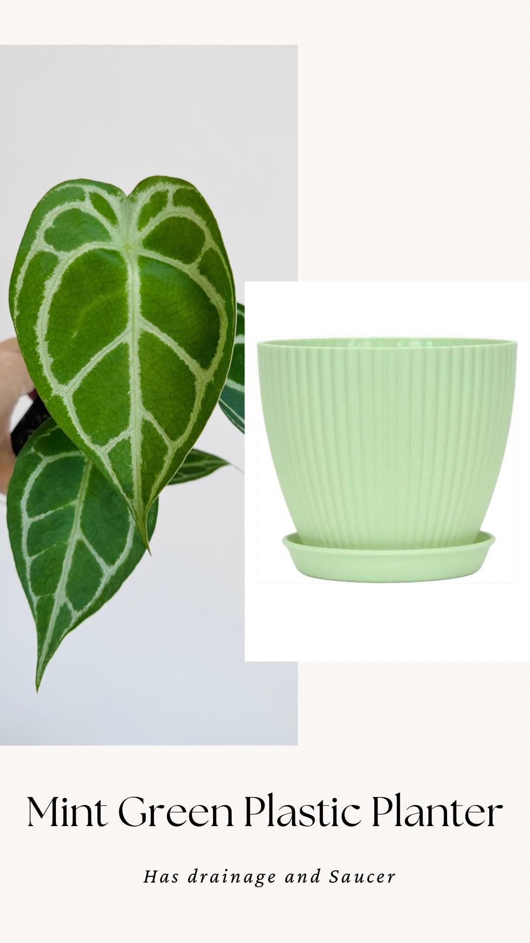 Anthurium Crystallium Plant - 4 inch Nursery Pot