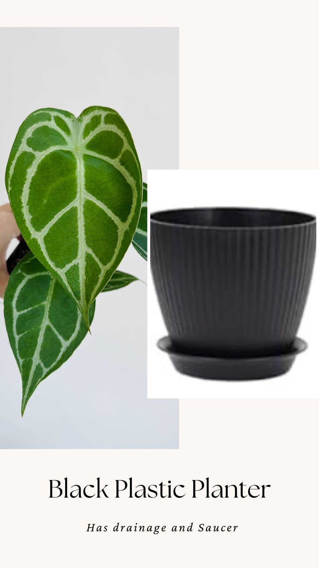 Anthurium Crystallium Plant - 4 inch Nursery Pot
