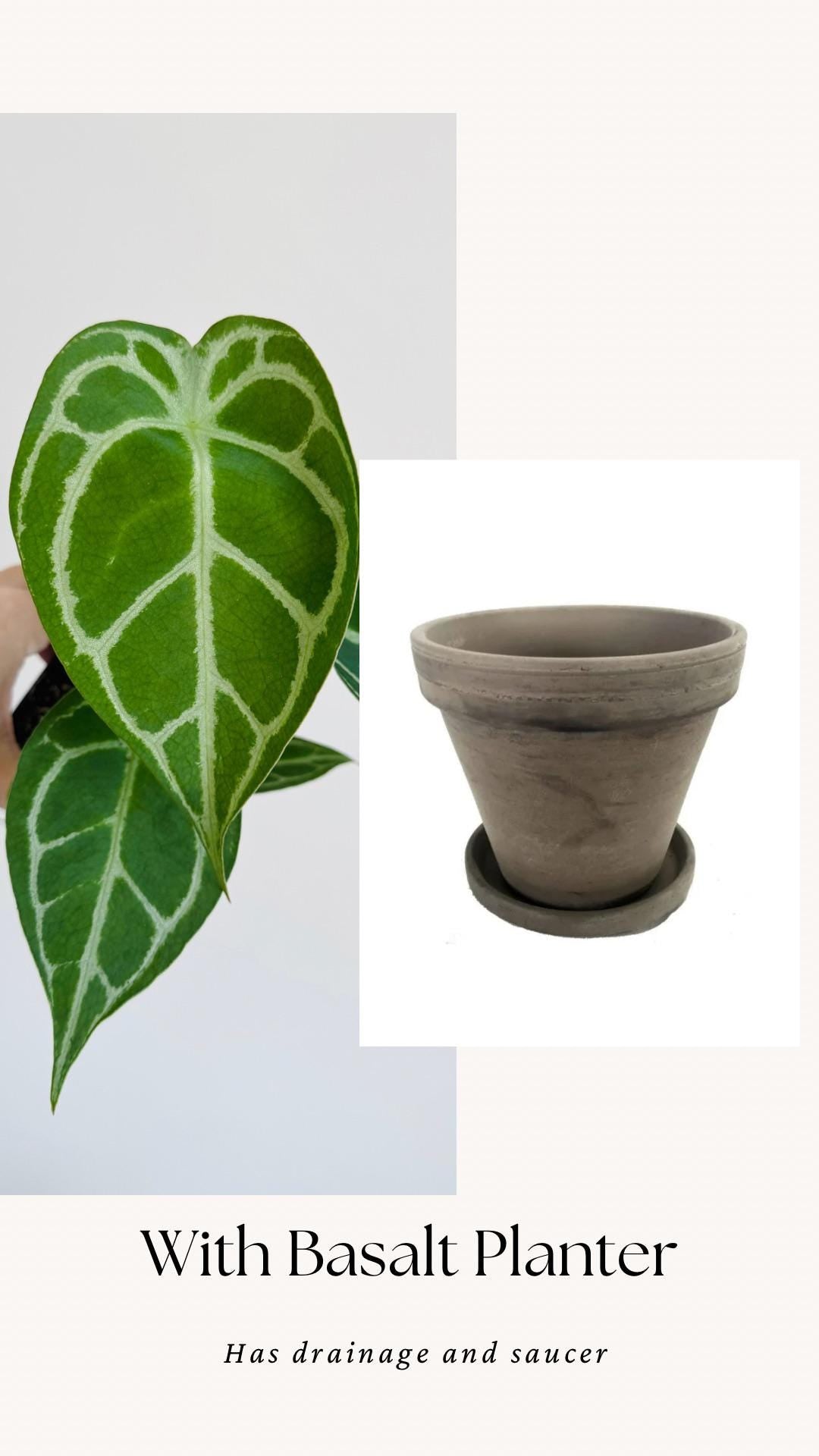 Anthurium Crystallium Plant - 4 inch Nursery Pot