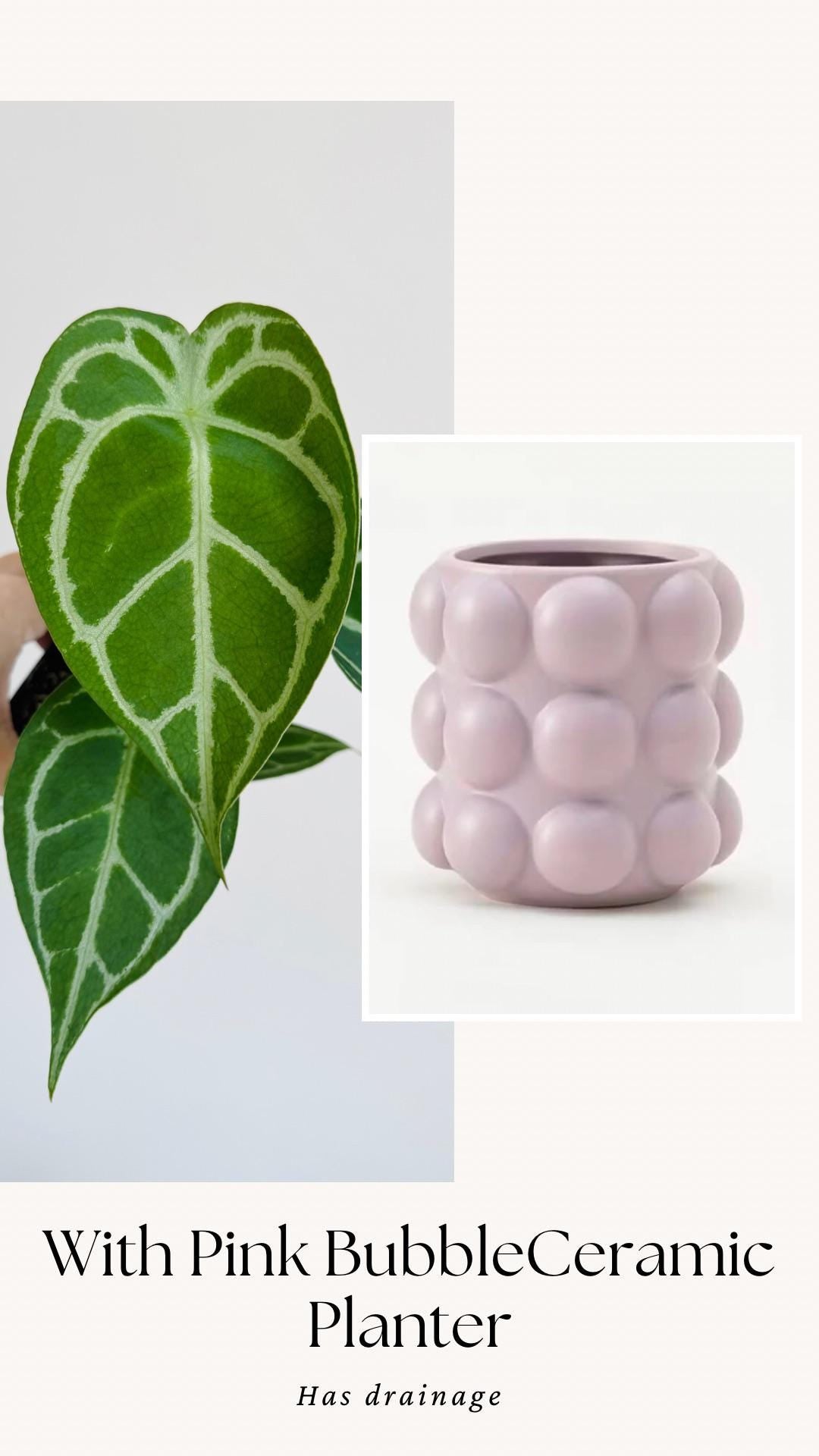 Anthurium Crystallium Plant - 4 inch Nursery Pot