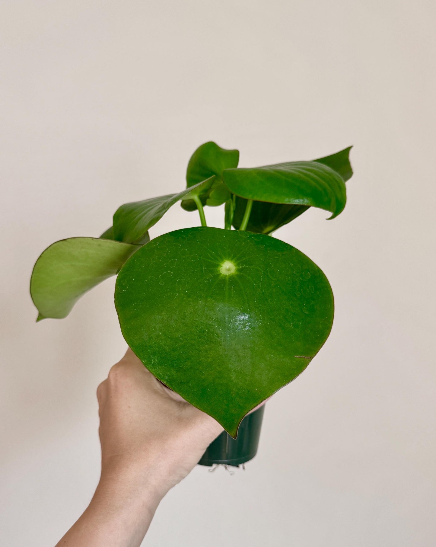 Peperomia Polybotrya Raindrop Plant - 4 inch Pot - optional decorative pot