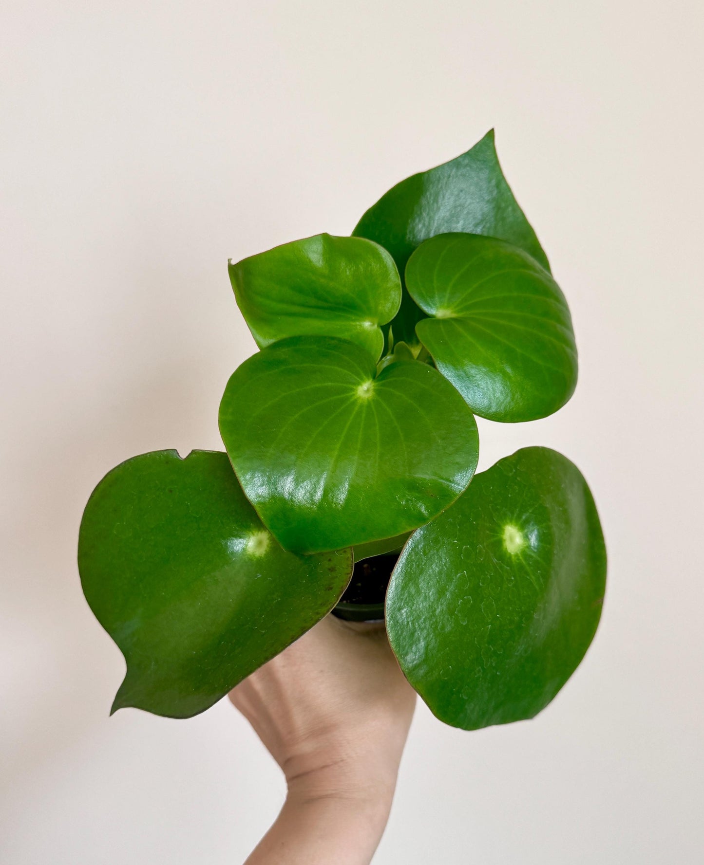 Peperomia Polybotrya Raindrop Plant - 4 inch Pot - optional decorative pot