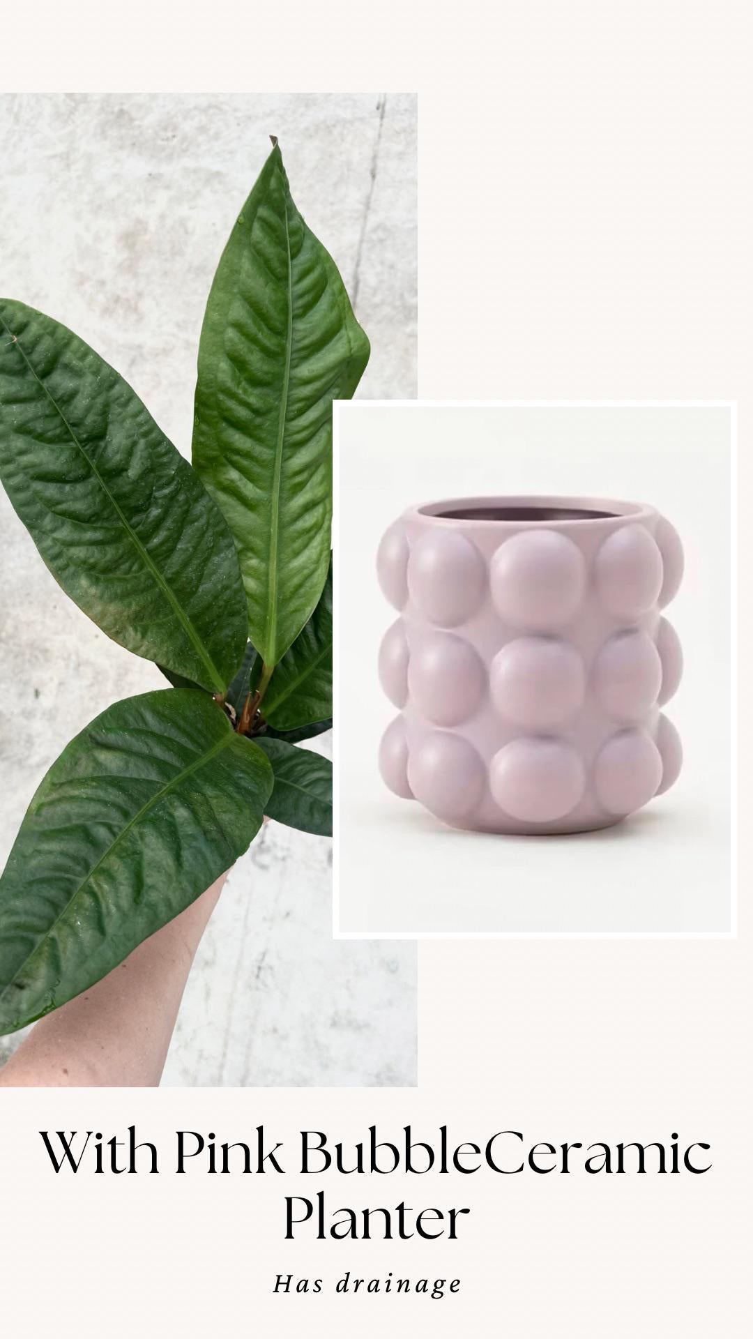 Anthurium Superbum Fl Plant - 4 inch Pot - Live Plant - optional decorative pot